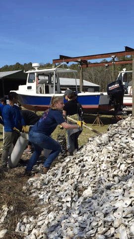 Animated gif of a woman shoveling loose oyster shells from a large pile into a mesh bag.