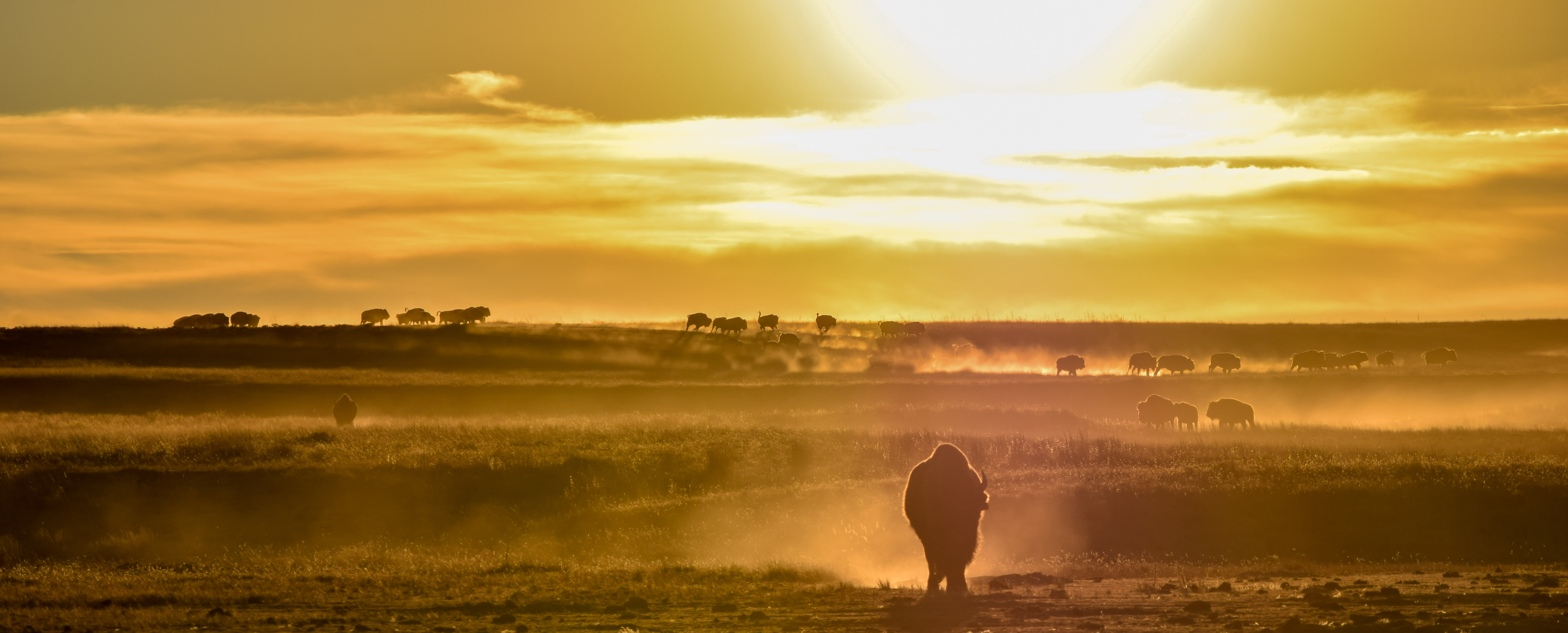 Silhouette of bison at sunset.