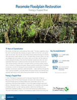 Thumbnail of a factsheet titled Pocomoke Floodplain Restoration Freeing a Trapped River. The header photo shows the short knobby knees of cypress trees sticking up out of a swamp's brown murky water.