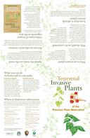 A guide to identifying invasive plants commonly found in the Potomac River watershed - and maybe your own backyard!
