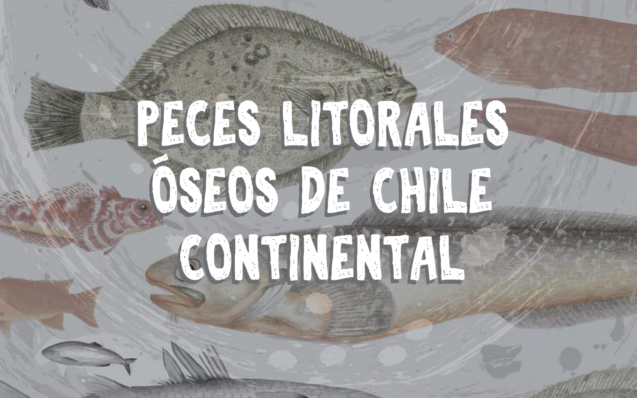 Portada guía peces litorales.