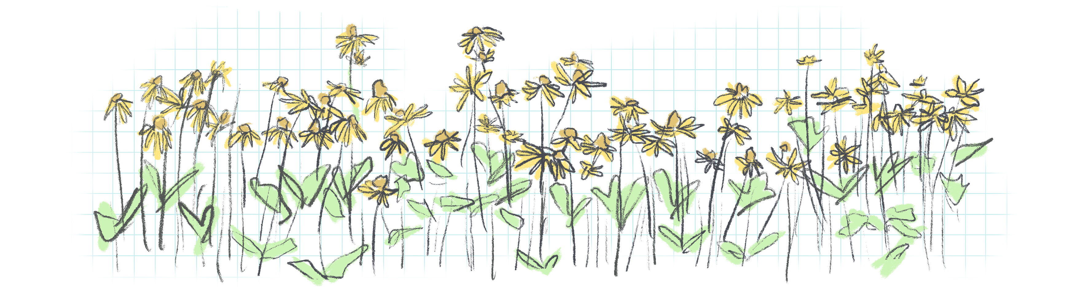 a sketchy illustration of yellow wildflowers against a graph paper background