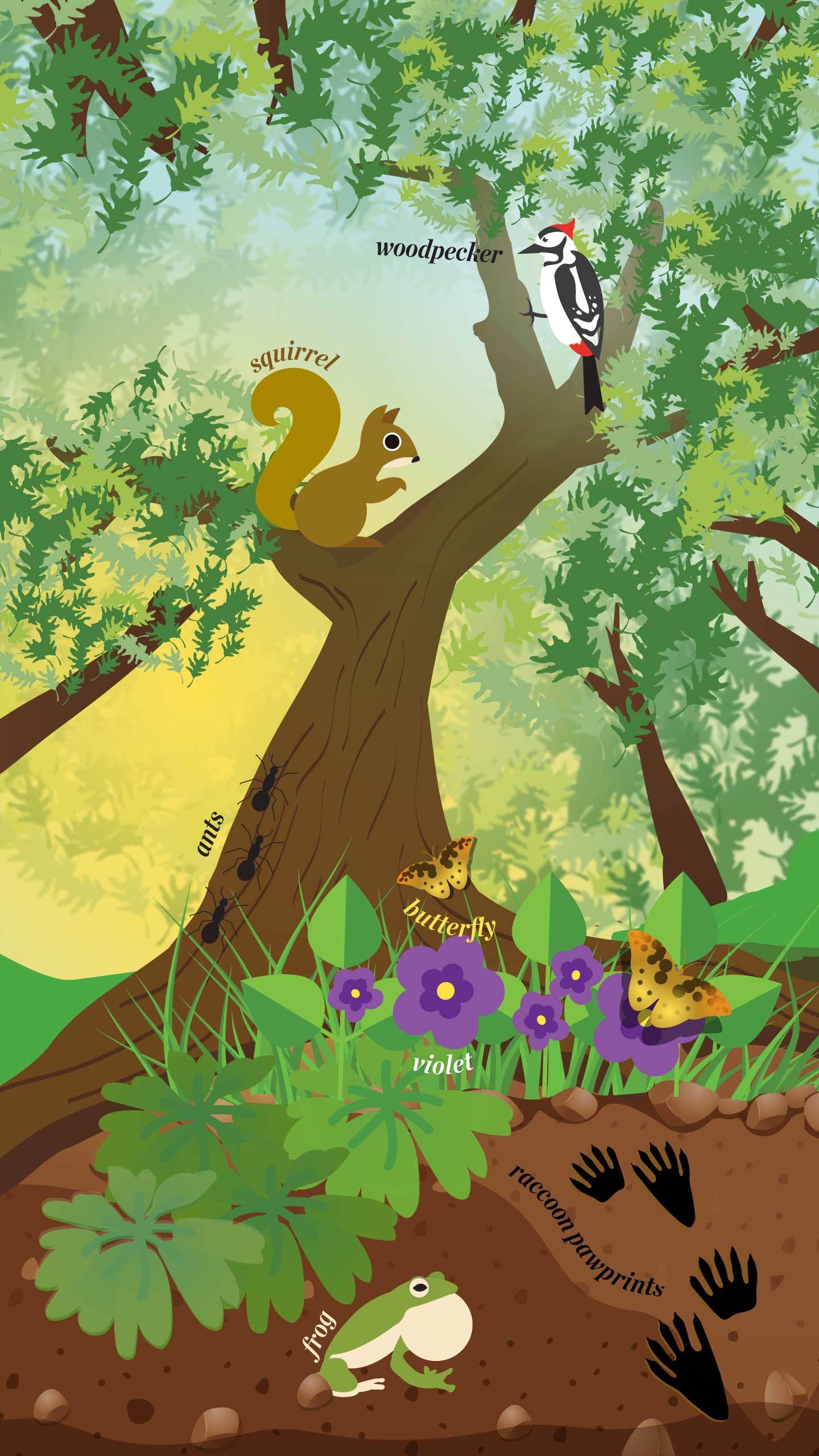 Illustration of a forest showing the flora and fauna.