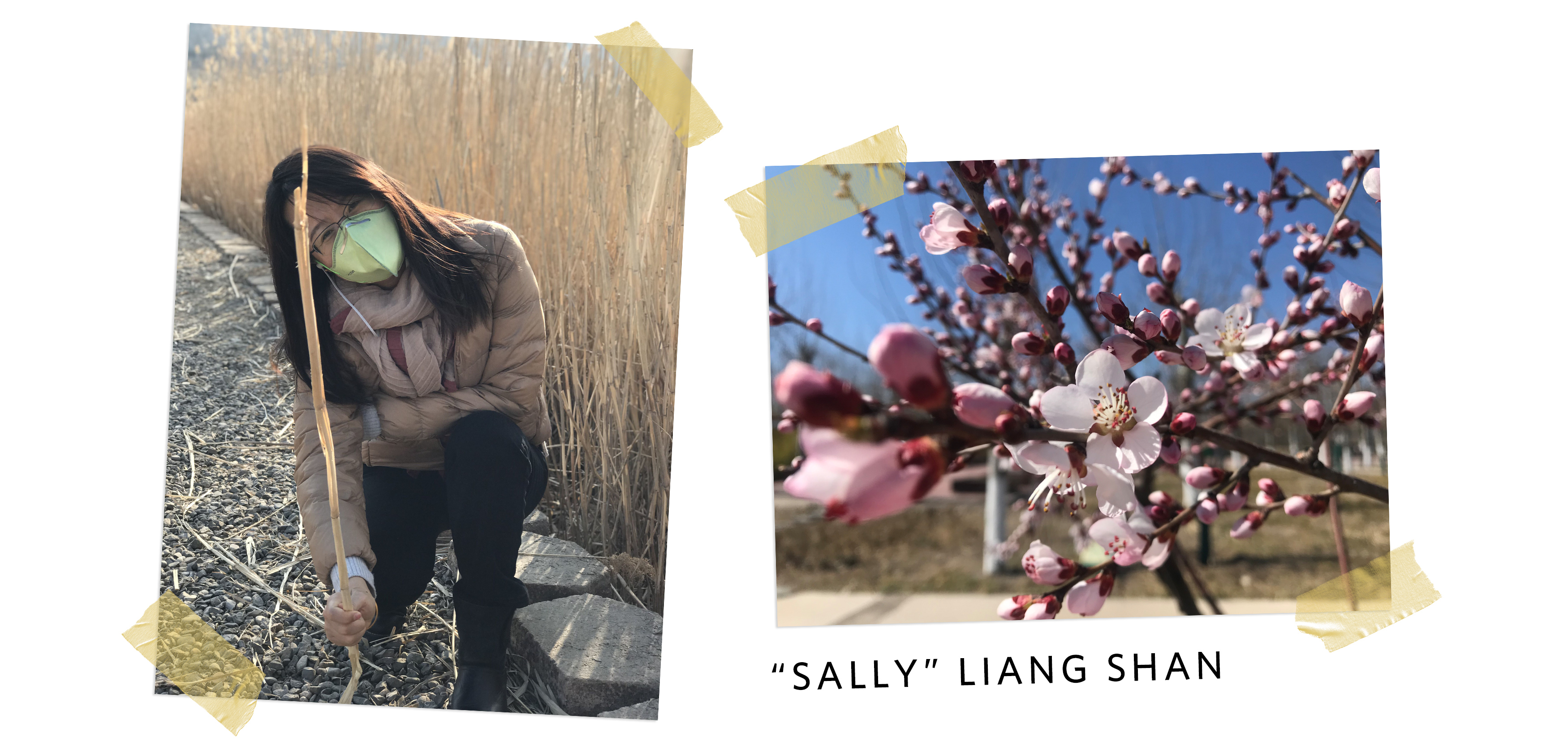 two photos side by side, on the left a woman wearing a mask kneels in a park, on the right is a close up of a cherry blossom branch in bloom. Underneath, text that says 