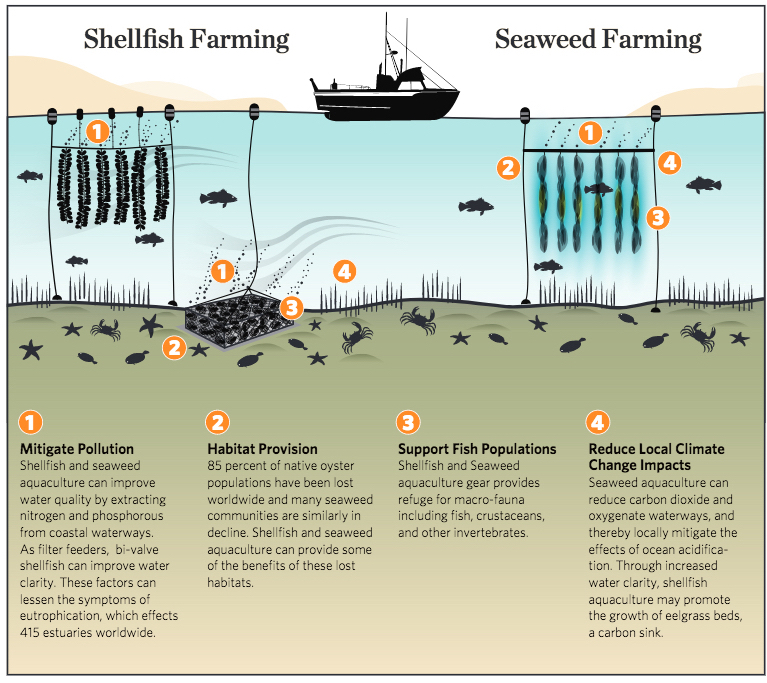 Ecosystems Benefits of Aquaculture Infographic