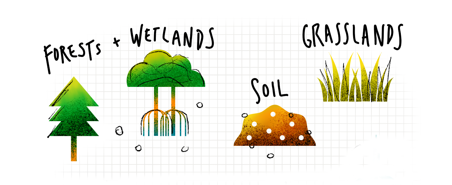 Illustration showing forests, wetlands, grasslands.