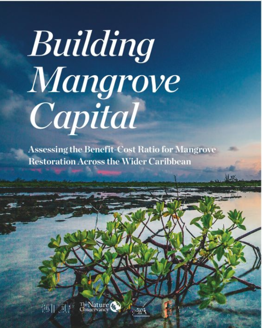 Text that says Building Mangrove Capital over an image of mangroves on a beach.