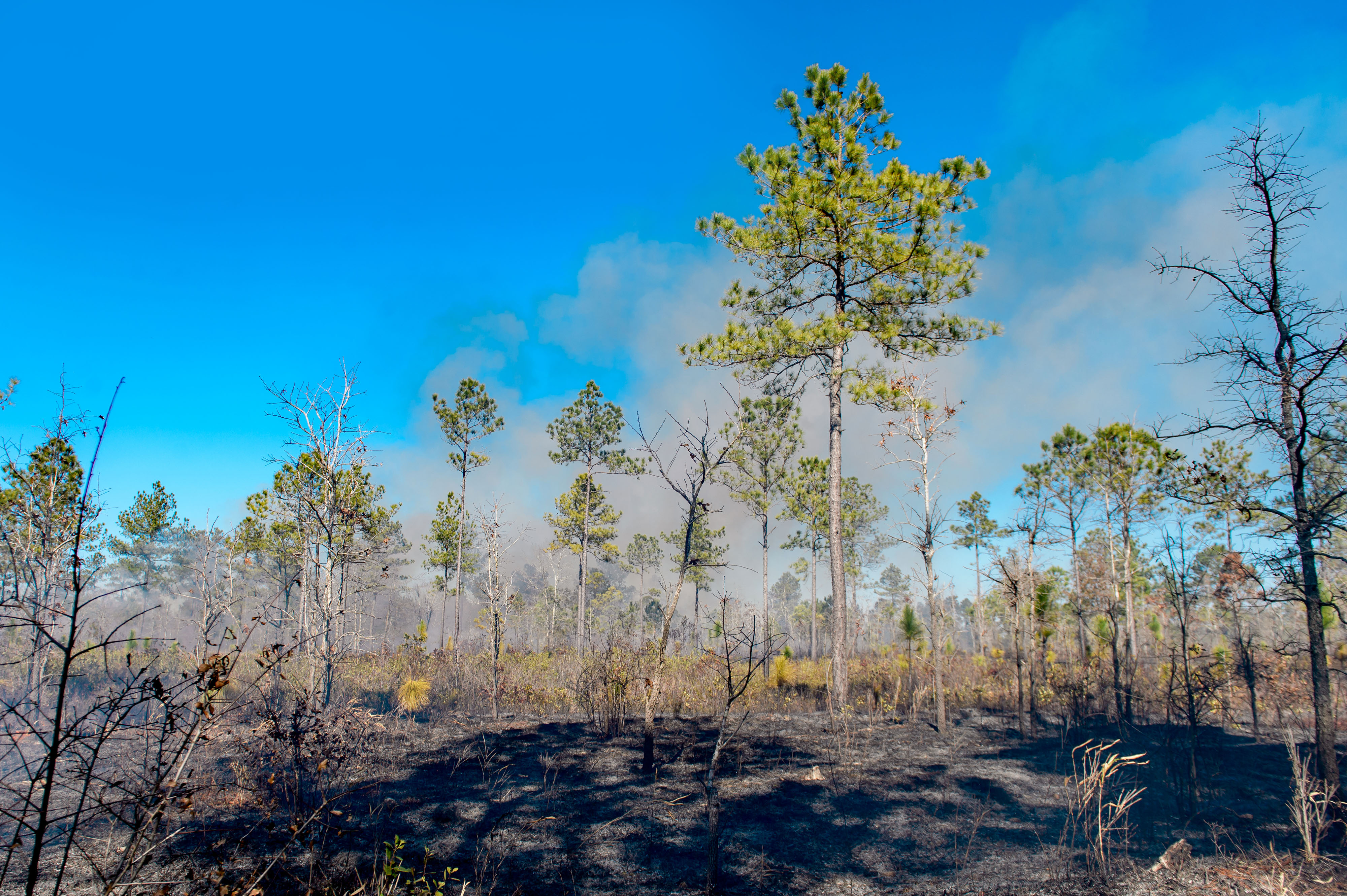 A crew member surveying a controlled burn.