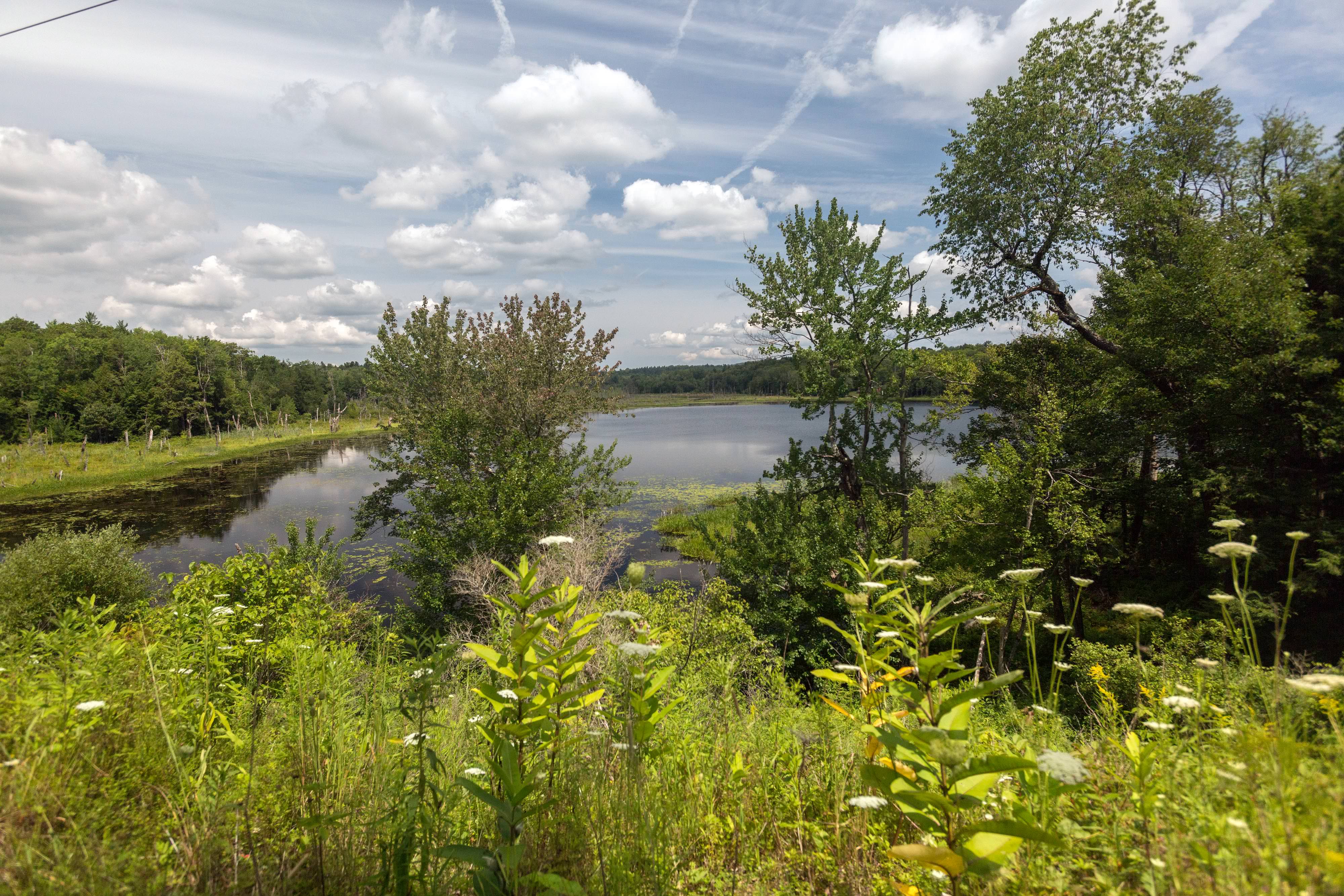 Pond and ground vegetation in rural setting of Western Massachusetts.