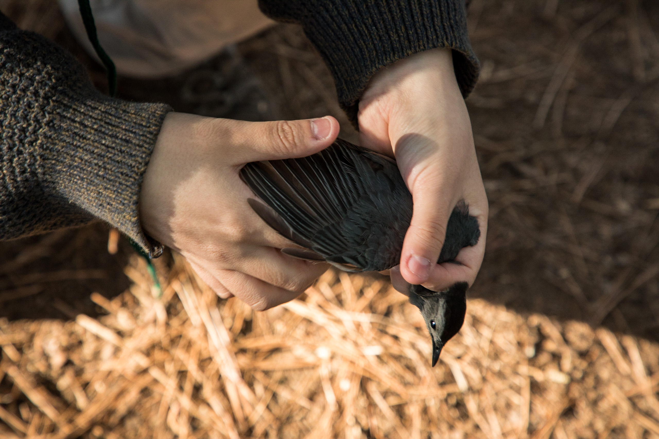 Close view of two hands holding a dark-colored bird.