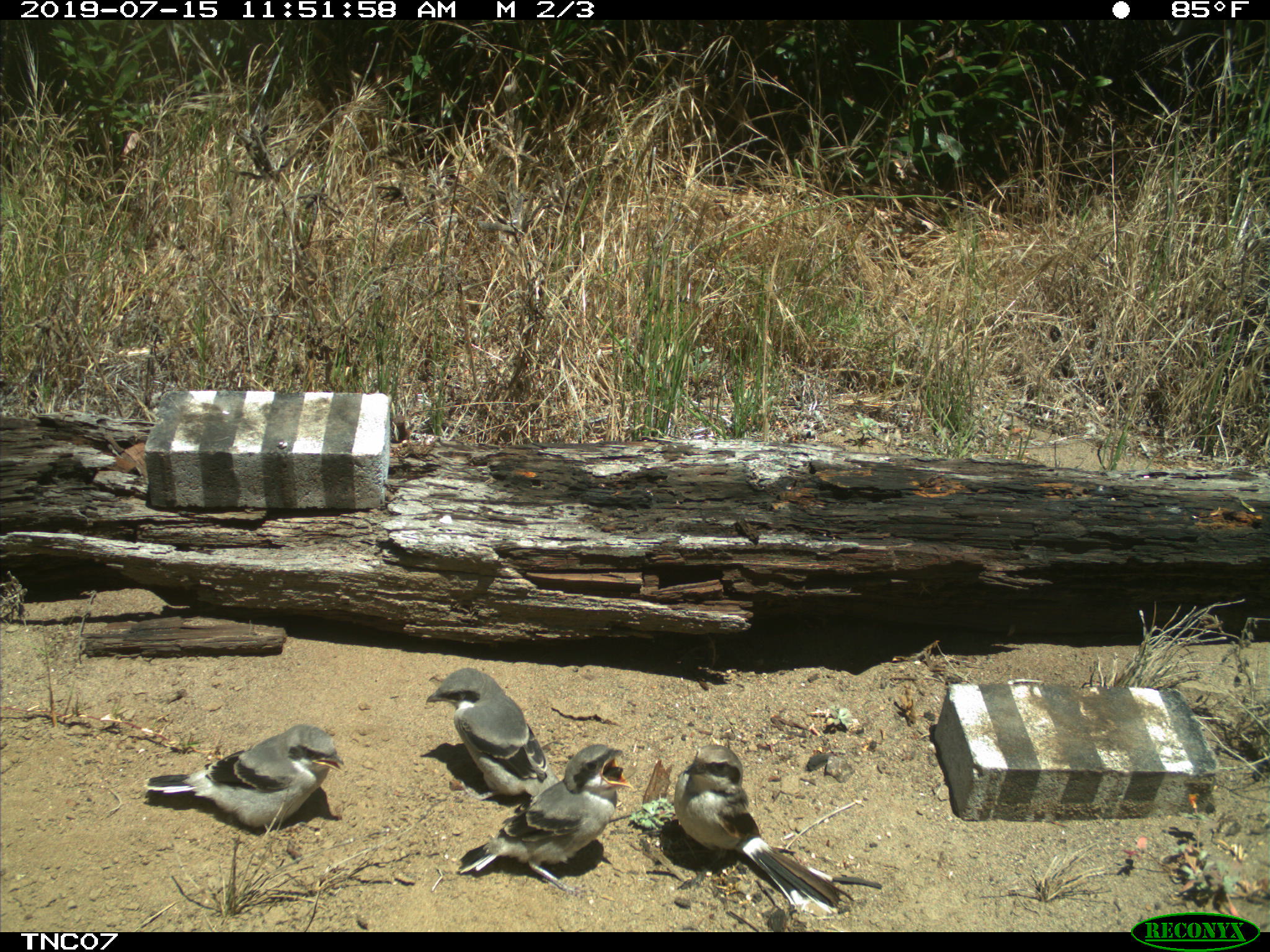 A daytime shot captured by a wildlife camera of several island loggerhead shrikes on dirt; one of them feeds its fledgling a beetle.