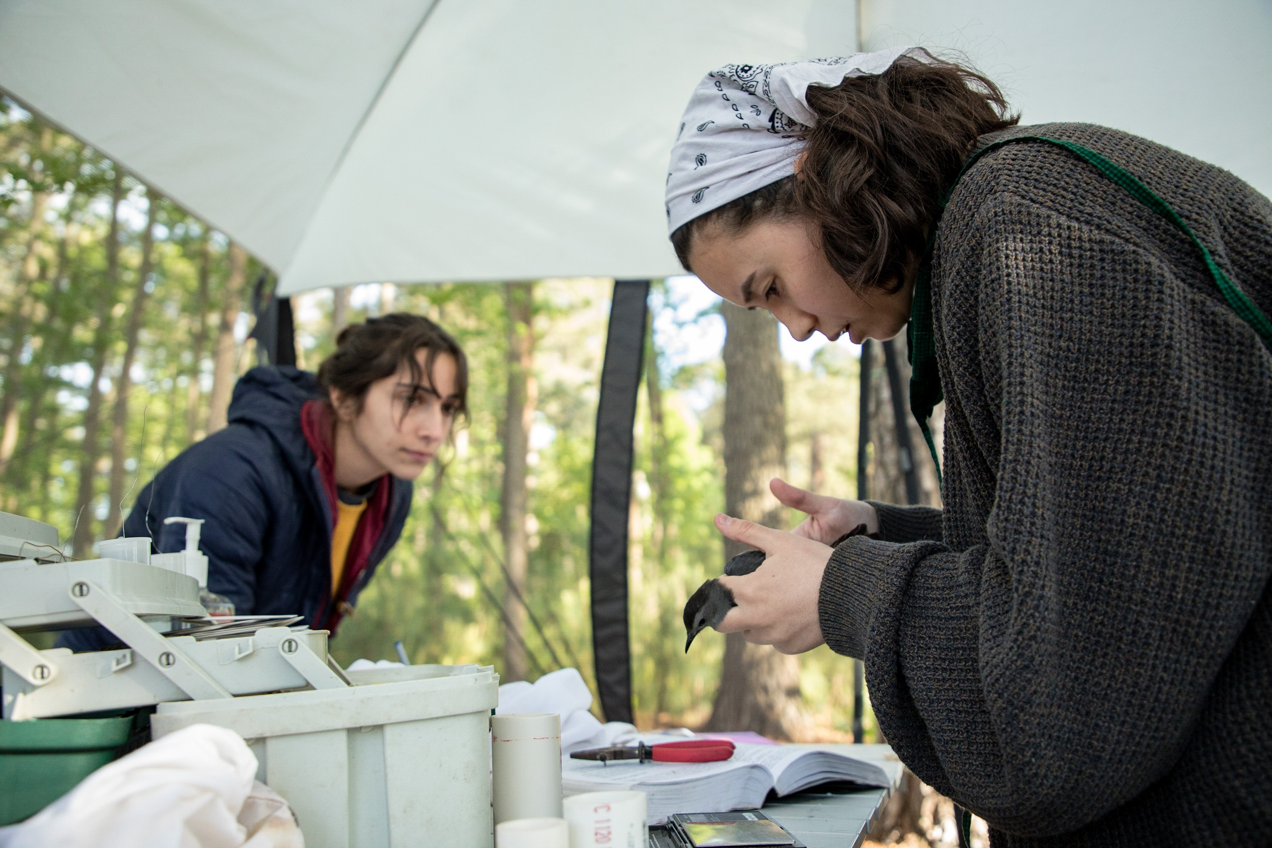 A woman holds a small bird while standing at a table under an open sided tent. Another women standing across from her records notes.