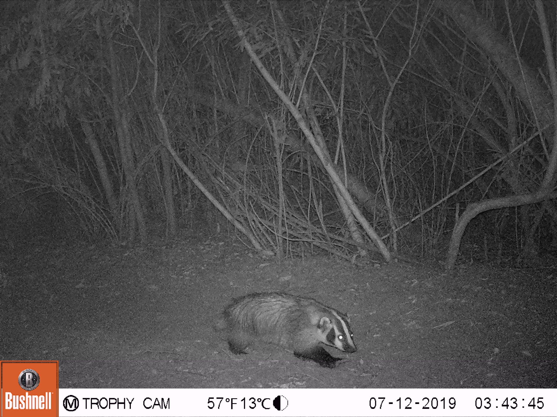 An elusive badger walks along a forest floor at the Hanson preserve in Santa Paula, CA.