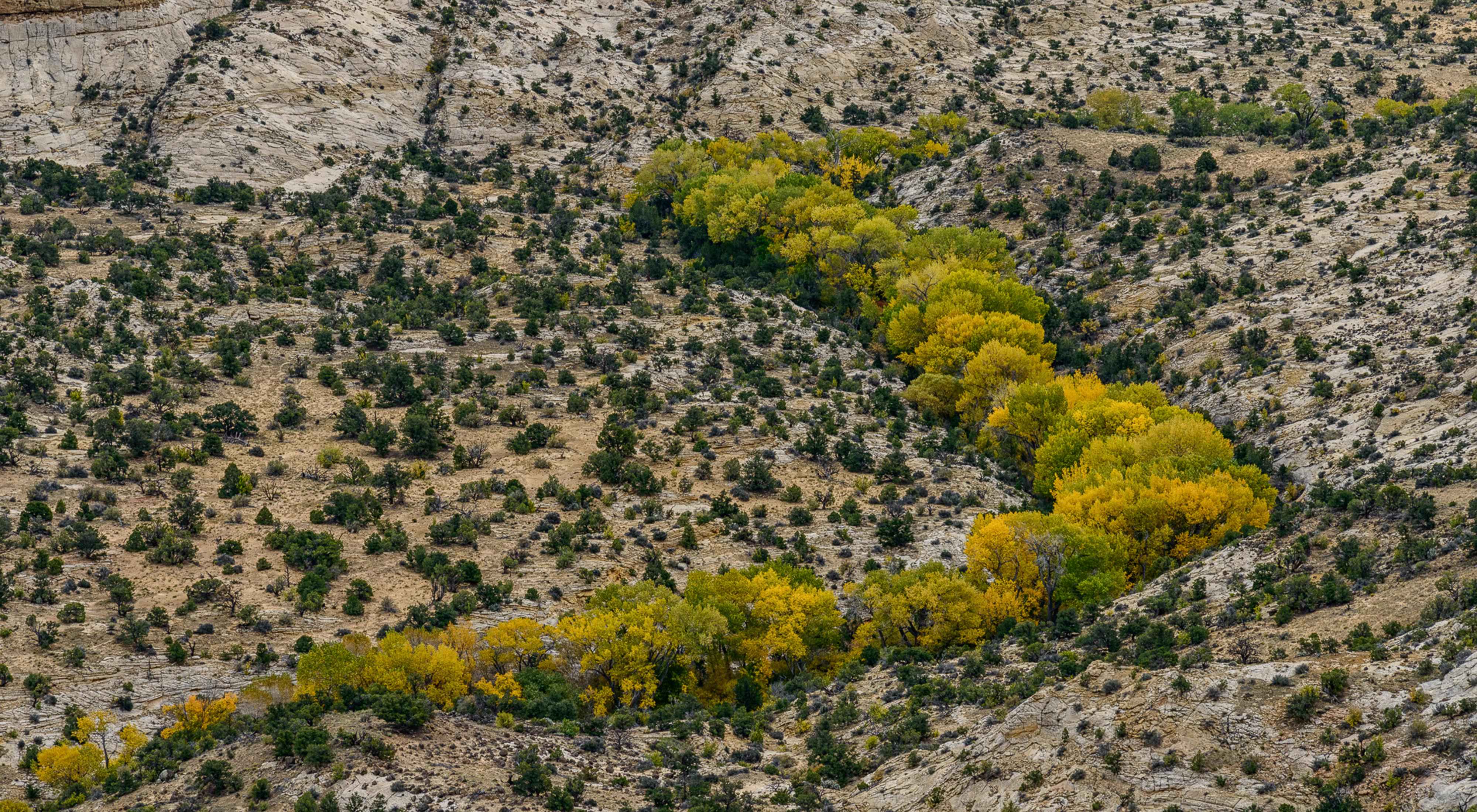 Cottonwoods and sagebrush in Boulder, Utah.