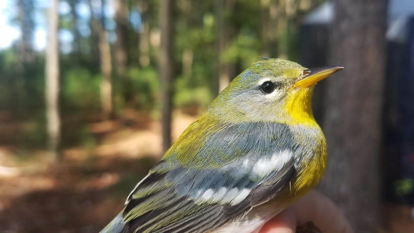 A small bird with white streaked gray wings, yellow throat and a greenish head is held by a person prior to being banded as part of a scientific study.