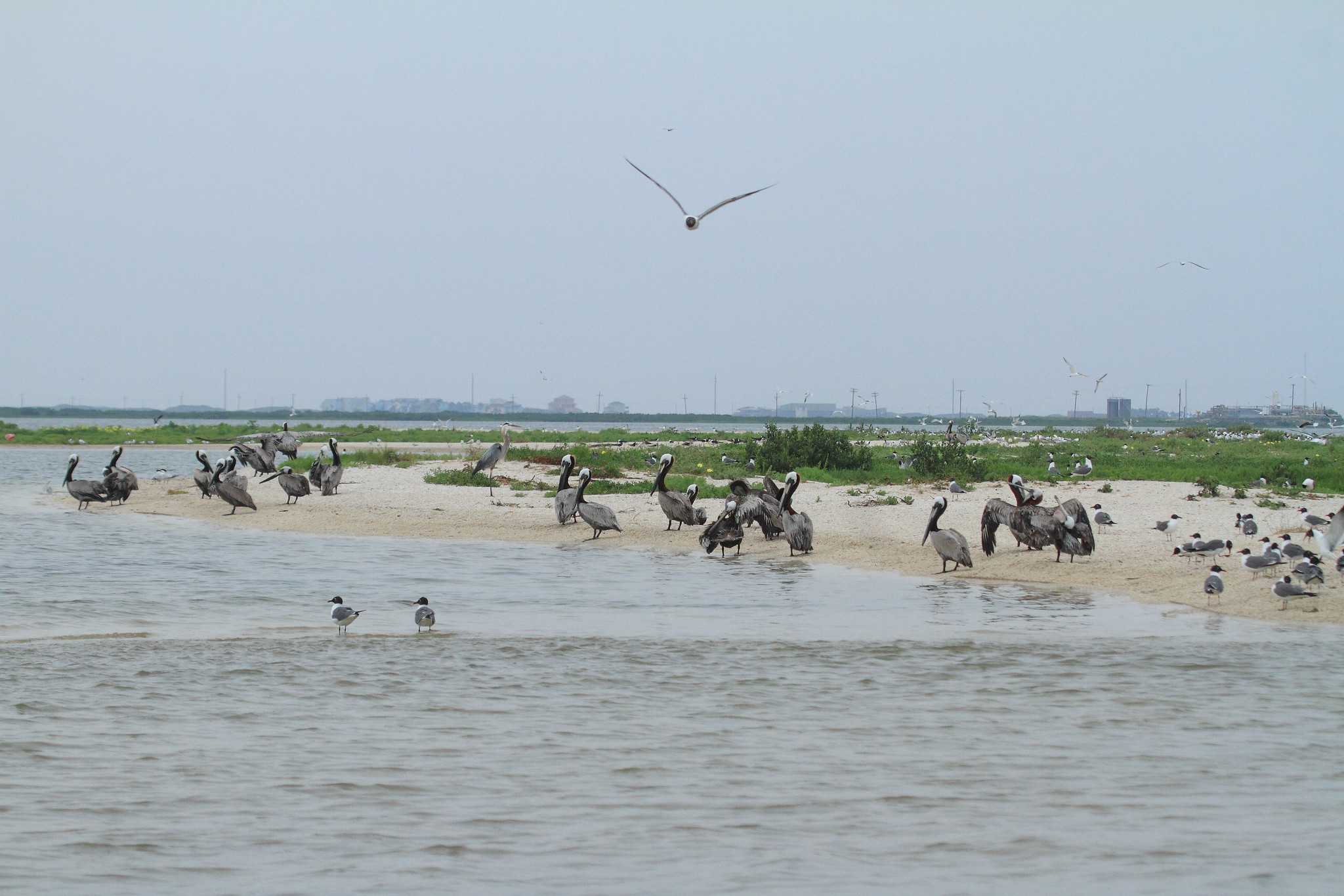 Flocks of birds sit on beach habitat as industrial buildings tower in the background.