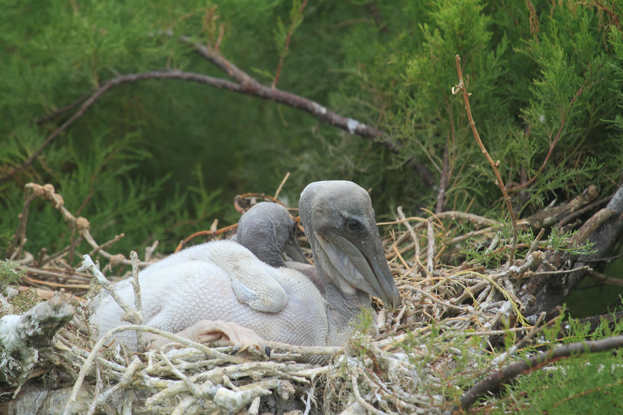Two bald pelican hatchlings huddle together in a nest of twigs.