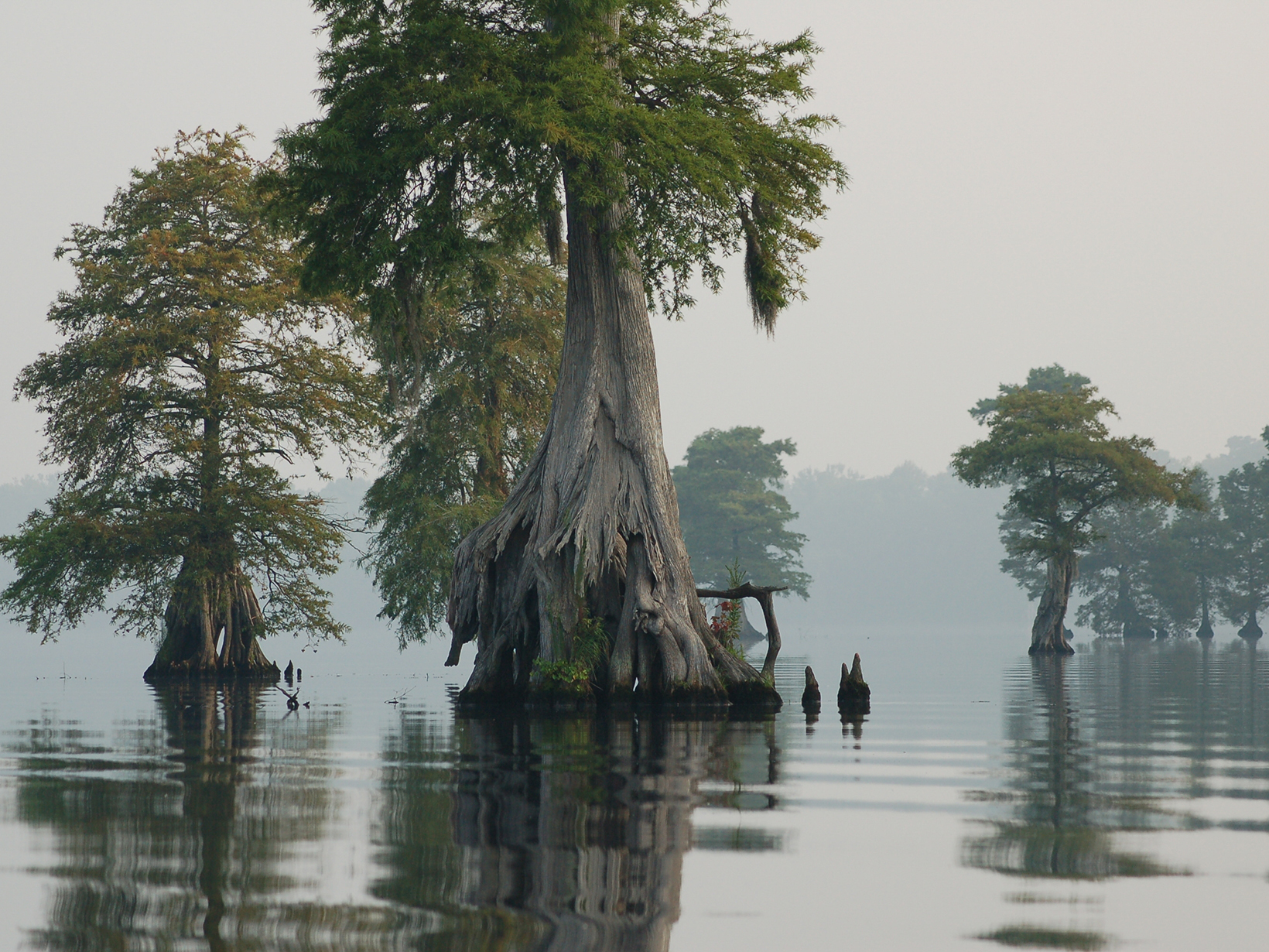 Five tall knobby kneed cypress trees rise out of the still water of Lake Drummond at Great Dismal NWR. The trees are reflected in the surface of the lake. Heavy white mist obscures a stand of trees.