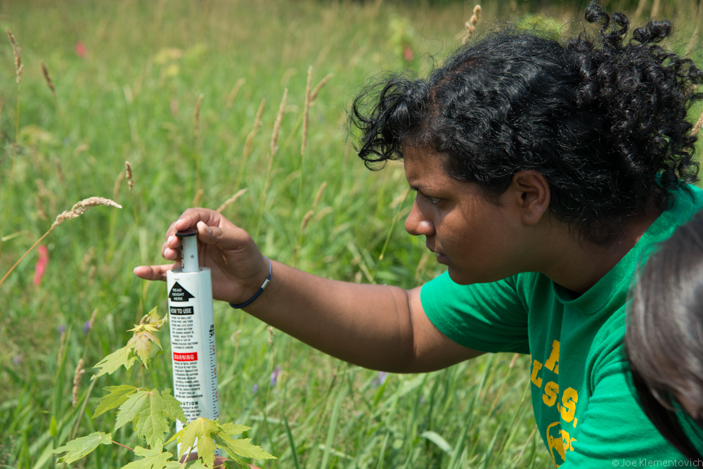 A woman measures the height of a young tree.