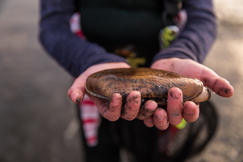 Hands holding a large razor clam.