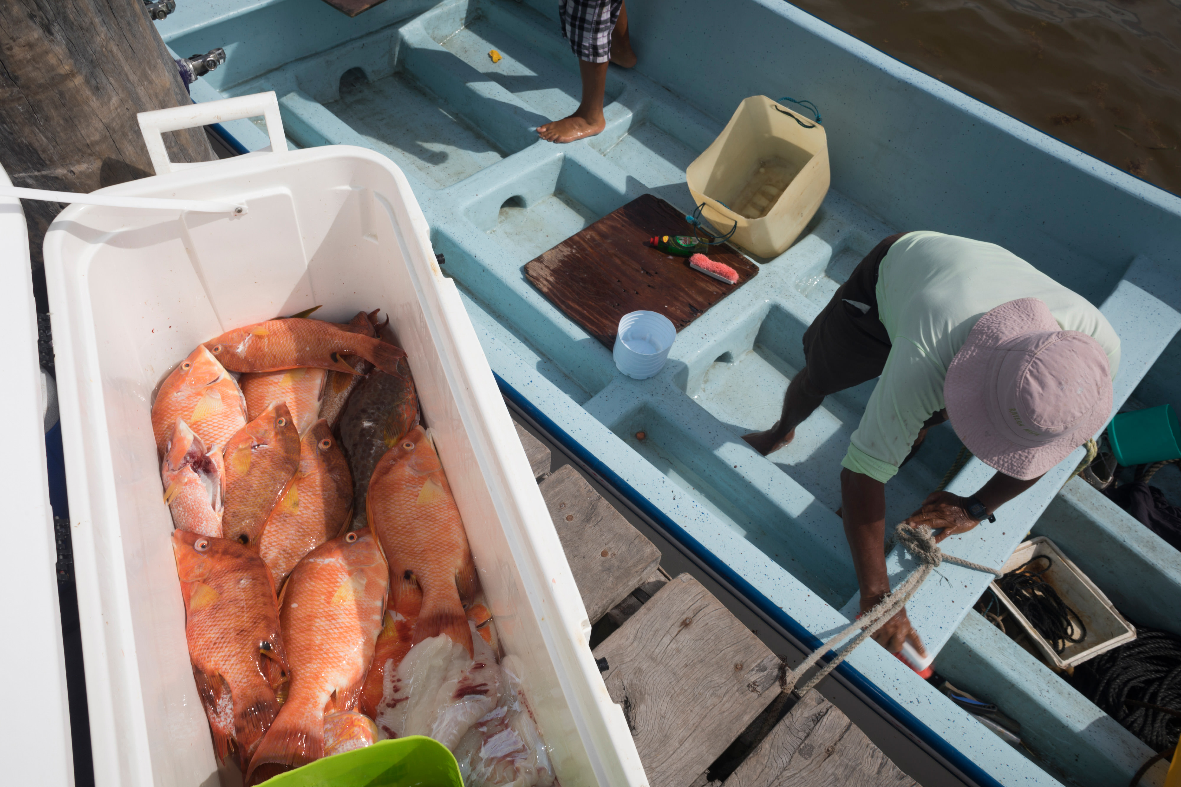 A man in a pink hat unloads a cooler full of orange fish from his blue boat.