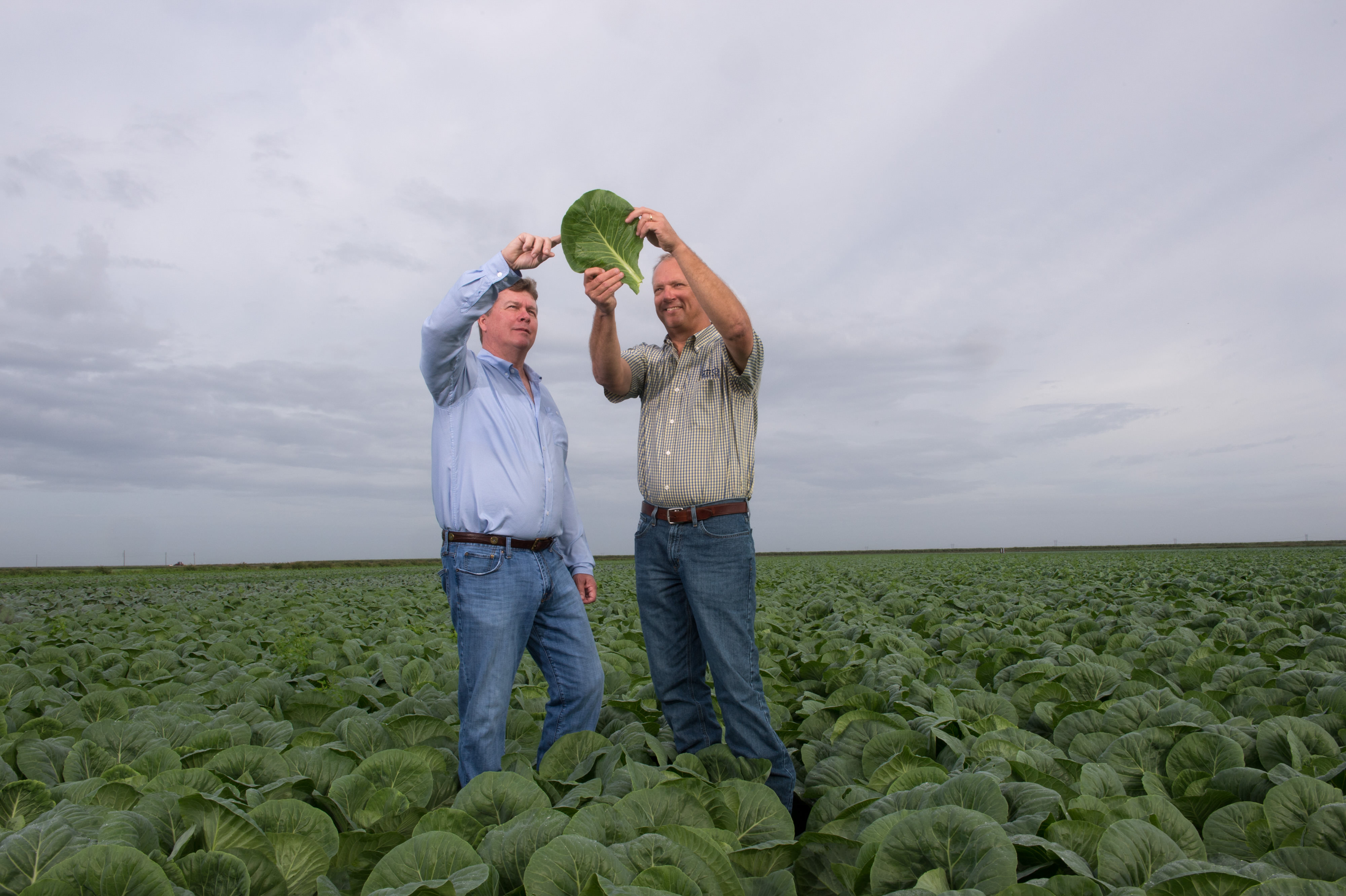 Two Florida farmers in a field of collard greens. One man is holding up a collard leaf above his head and the other is pointing at something on the leaf.