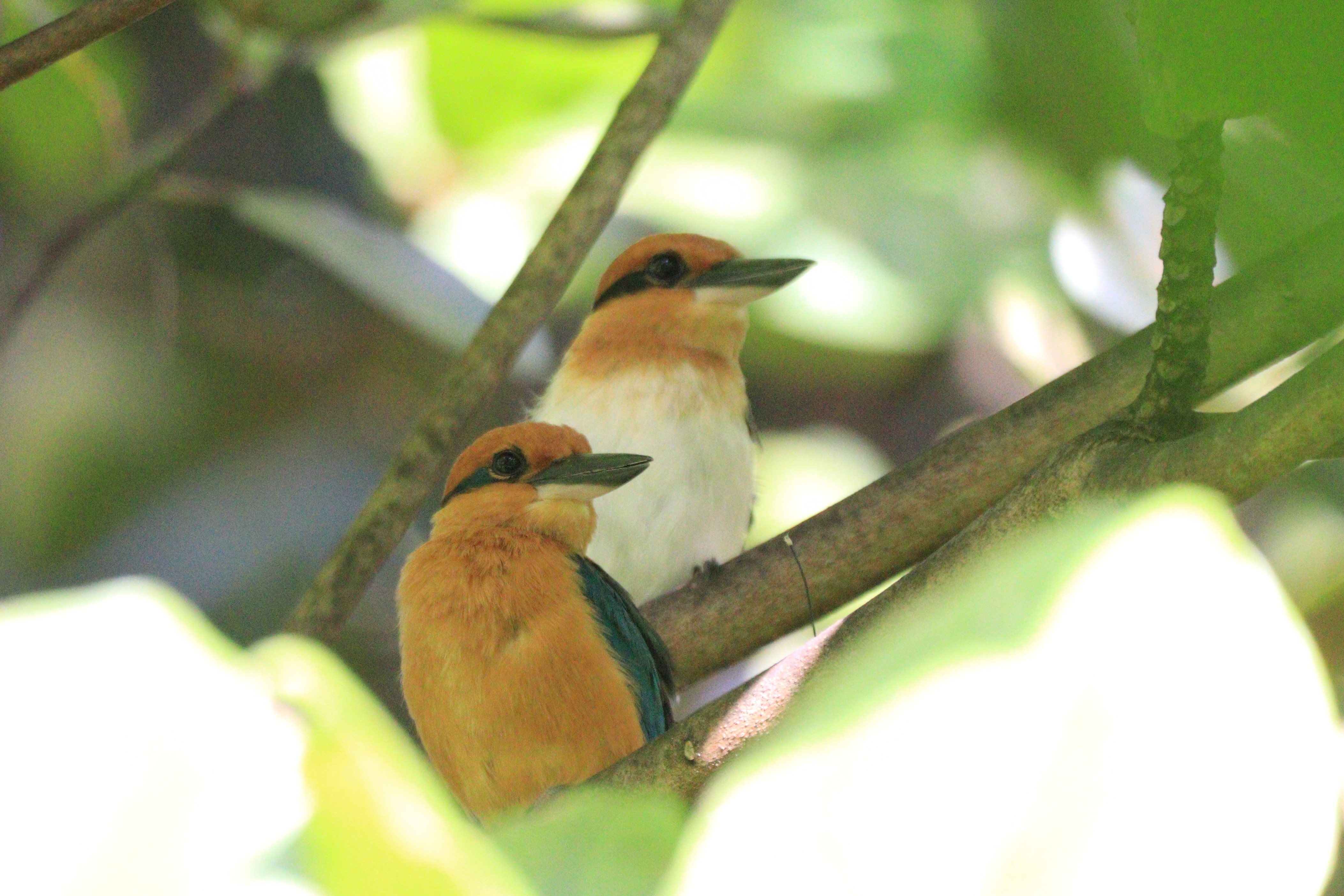 Two orange and black birds perch on a branch.