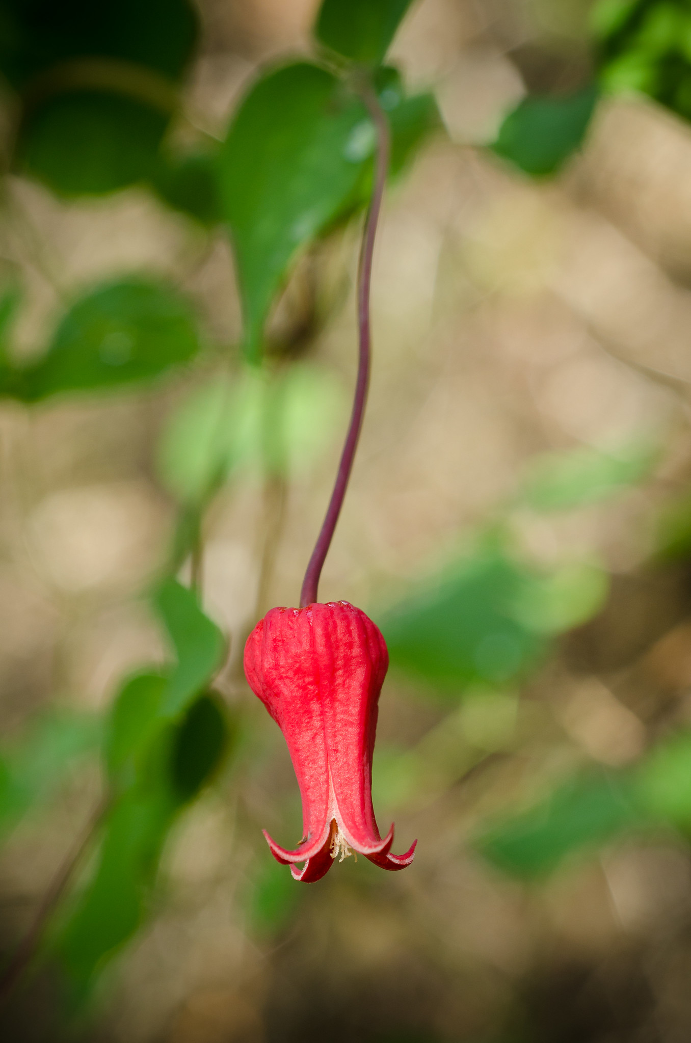 A closeup of a vibrant, red bell-shaped flower with curled ends and yellow stemens, hanging off of a long vine upside down.