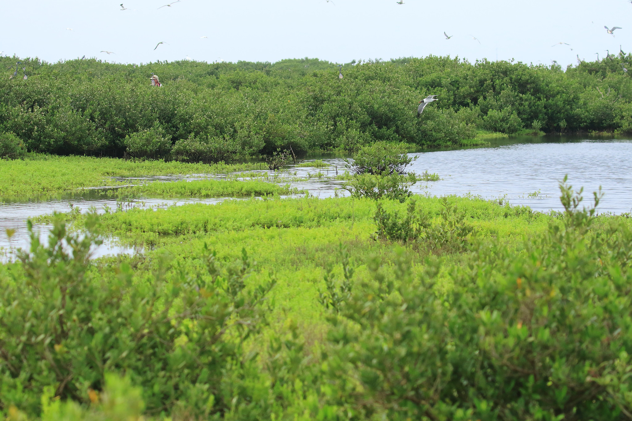 Birds fly over dense coastal vegetation and floating plants.