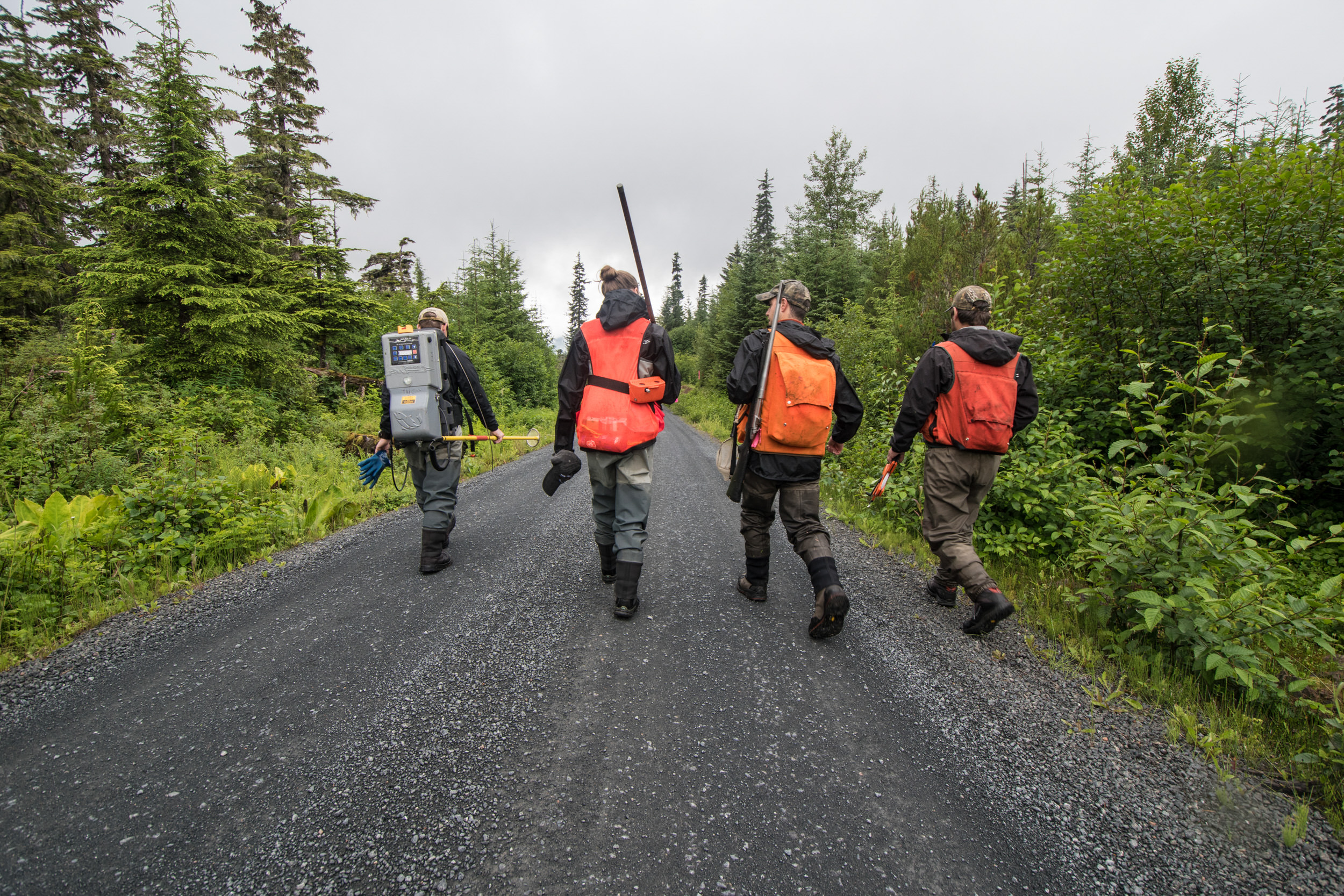 Four members of the Hoonah Native Forest Partnership field crew wear orange vests and carry equipment as they walk down a dirt road in a forest.