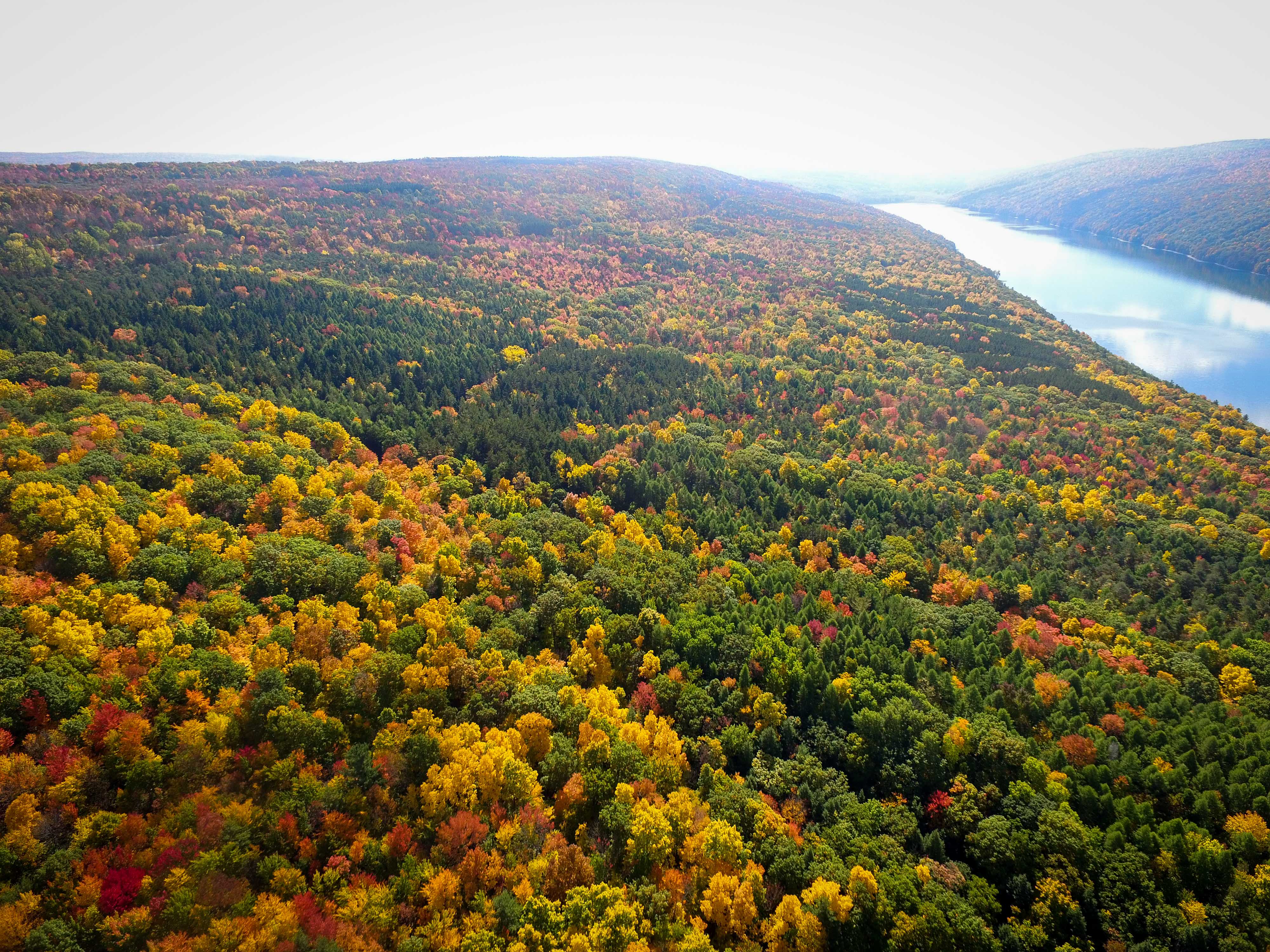 Bird's eye view of a forest with green, burnt orange, and yellow trees and a river on the upper righthand side.