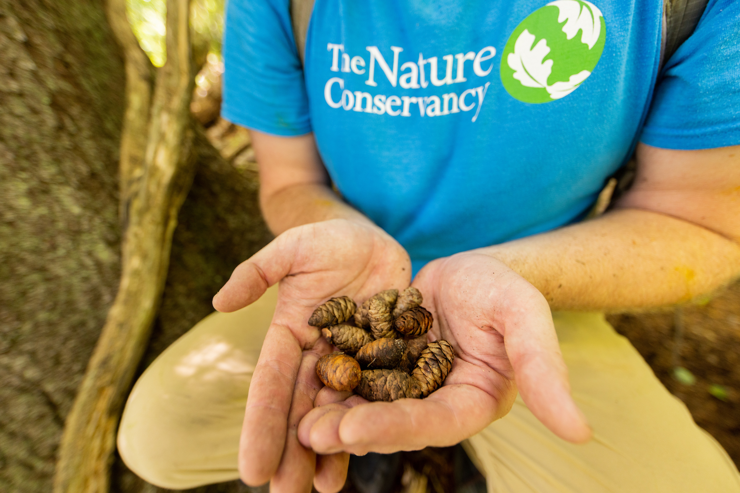 A man kneels on the ground cupping a collection of small red spruce cones in his hands.