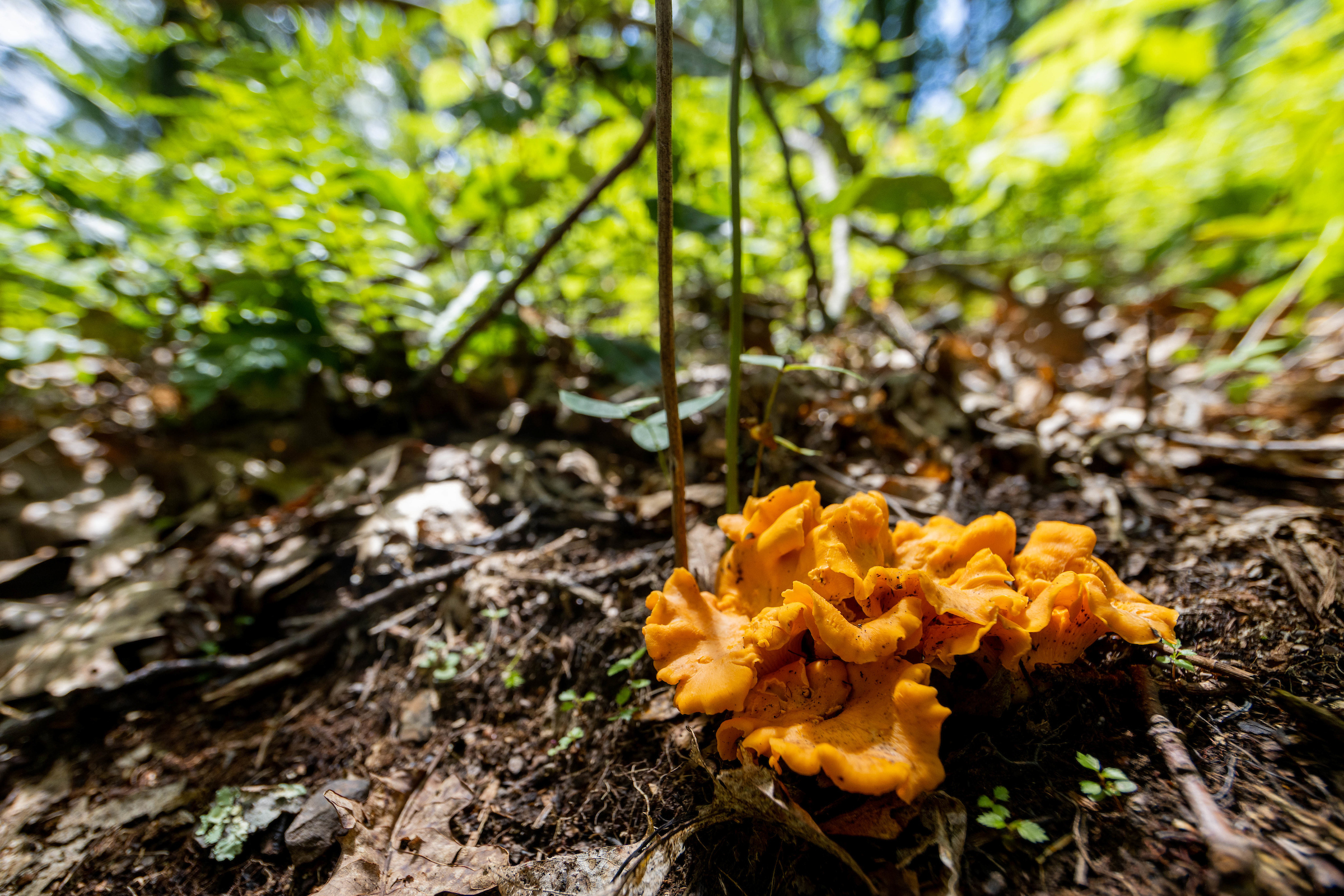 A bright orange chanterelle mushroom grows in an open patch of leaf litter shaded by green fern fronds.