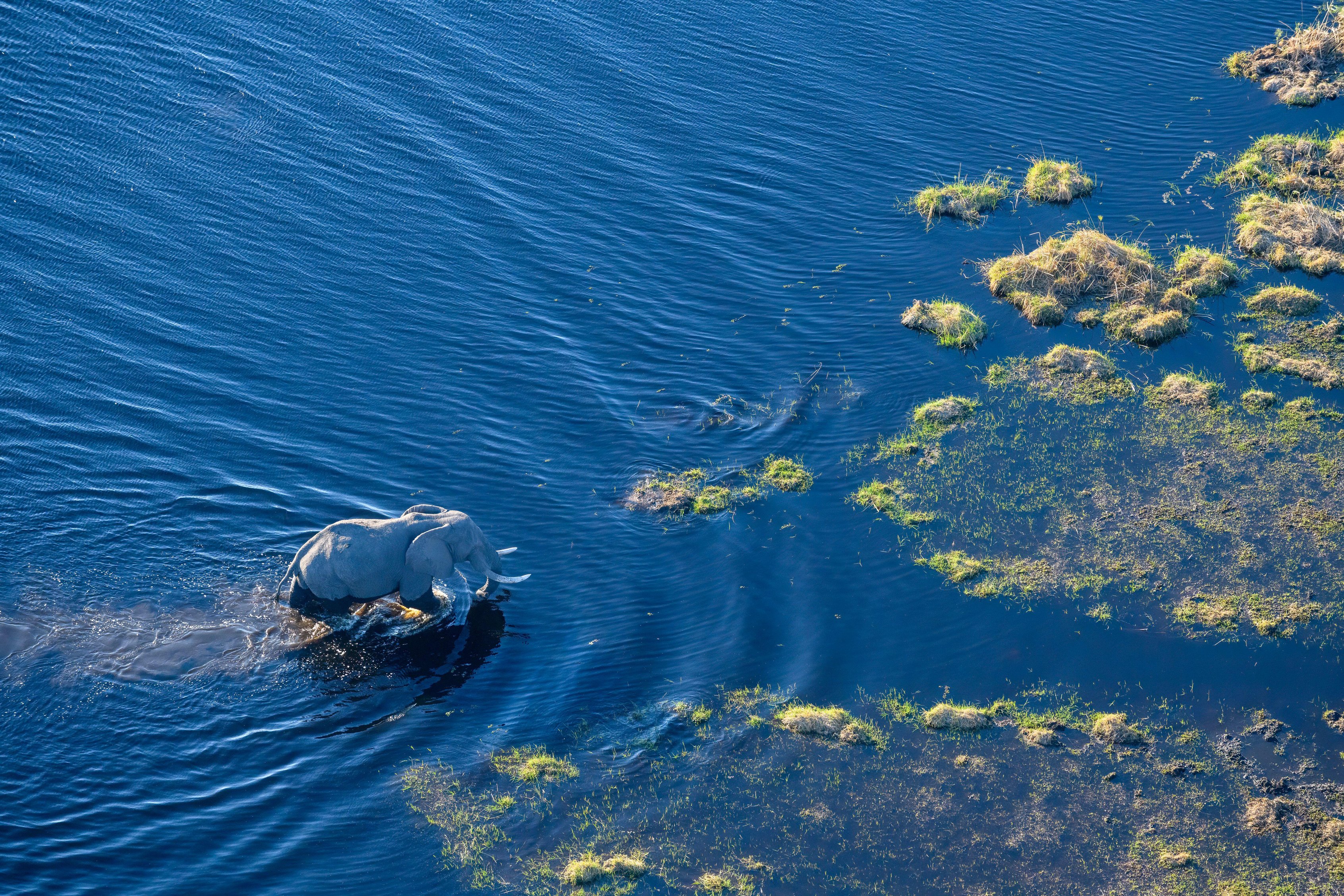 Aerial view of an elephant walking through a floodplain