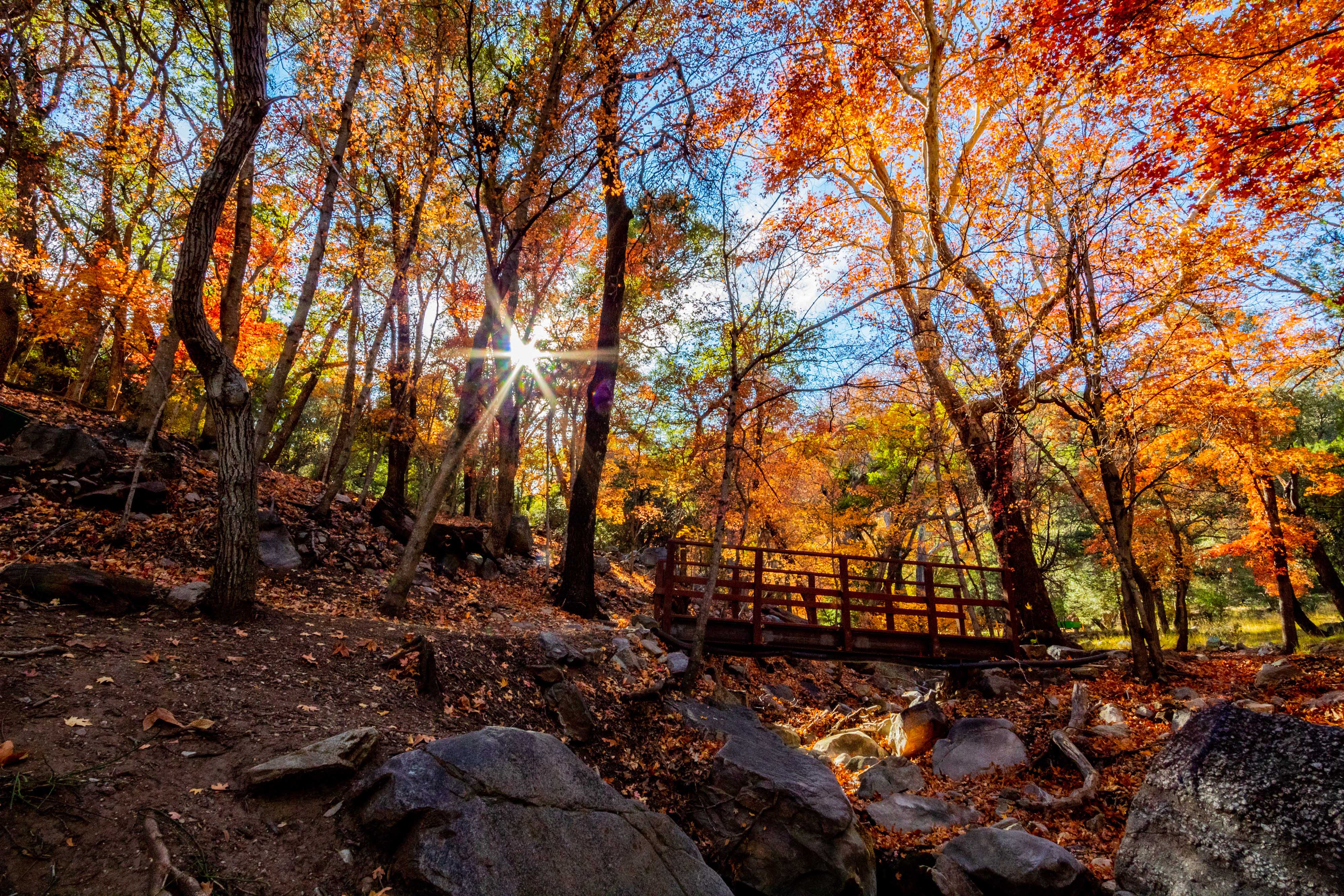 Footbridge surrounded by a forest in vivid fall colors in Ramsey Canyon.