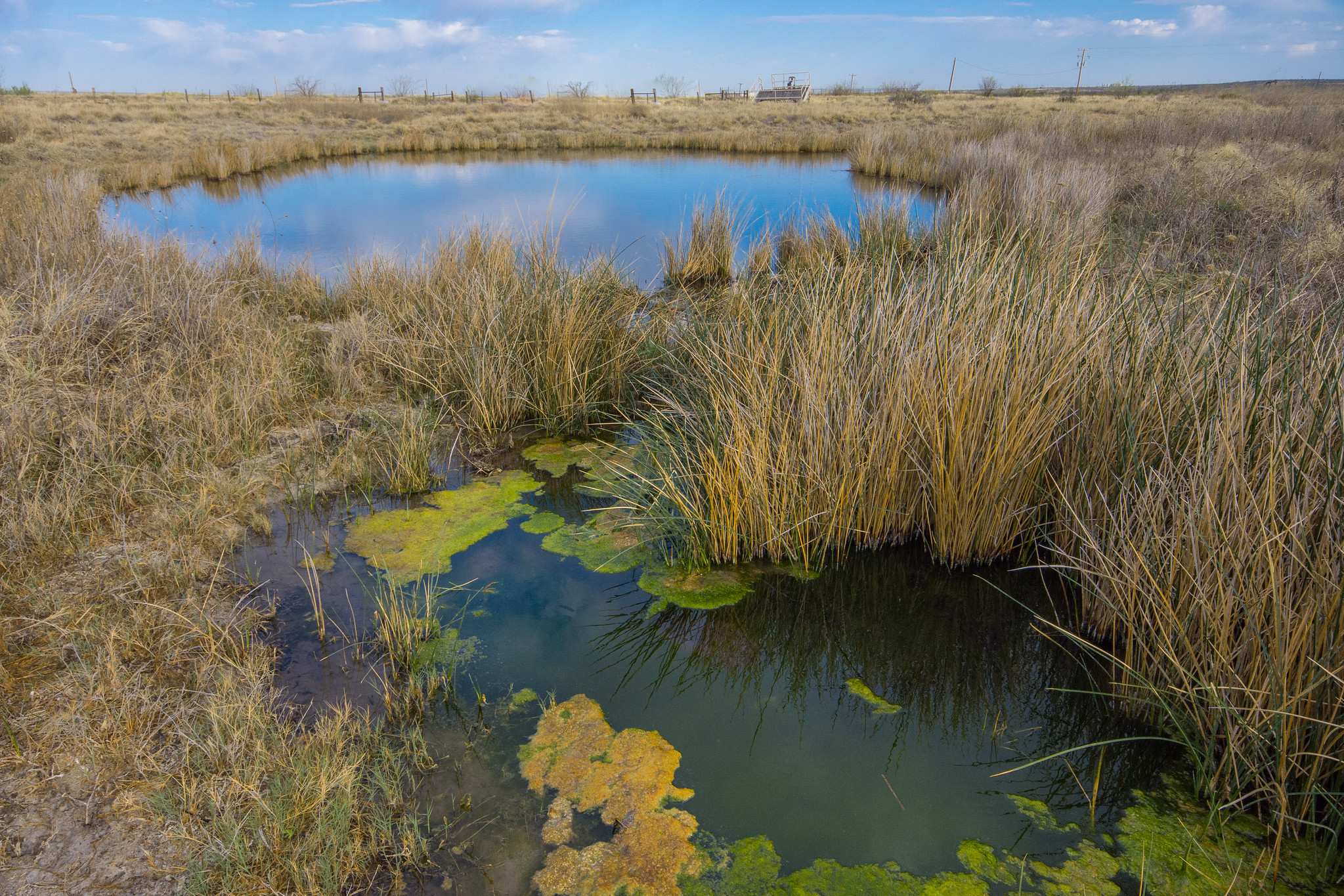 A marshy pond pilled with plants and tall grass.
