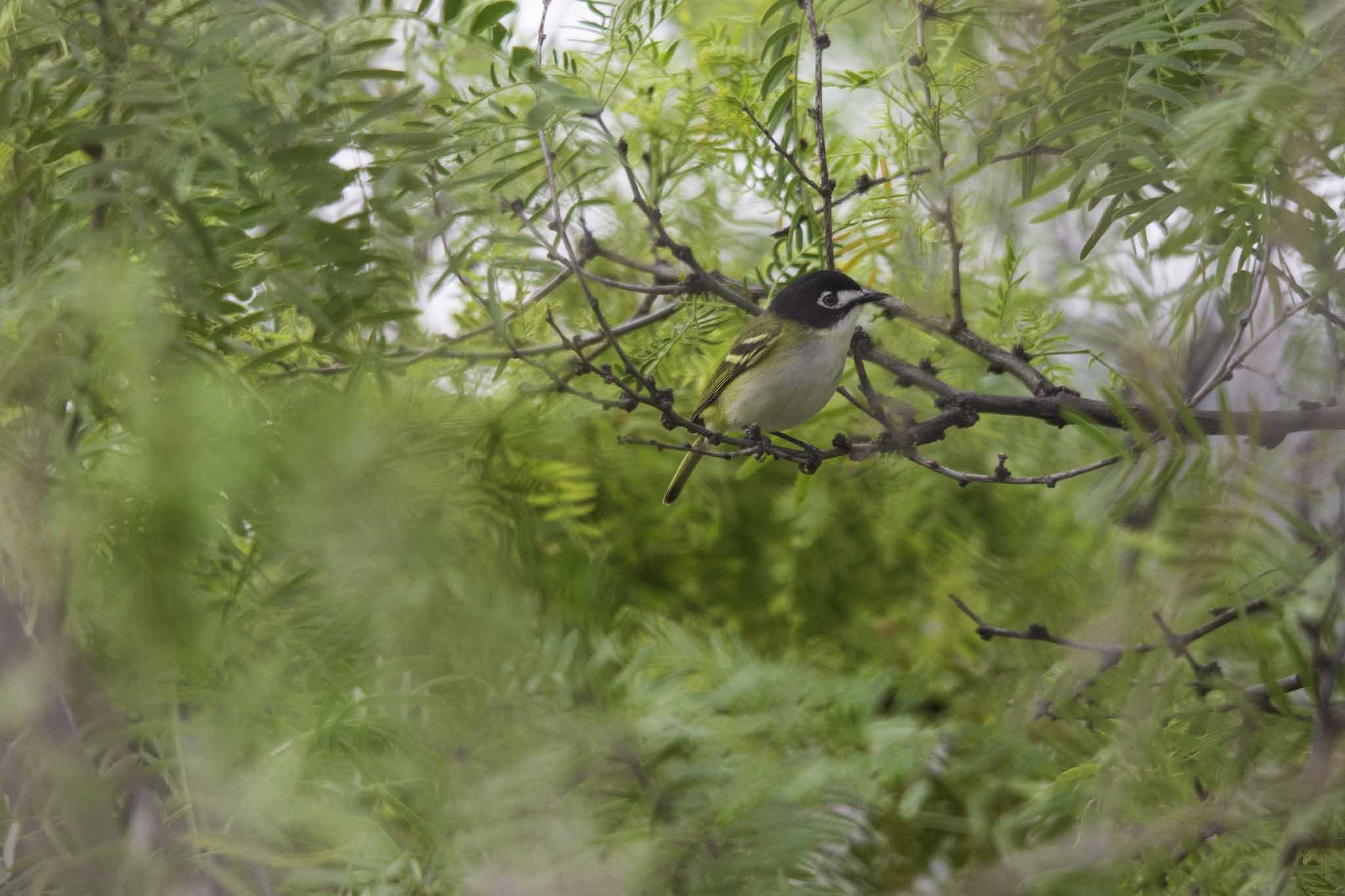A bird with a black head and yellow mottled wings sits on a branch.