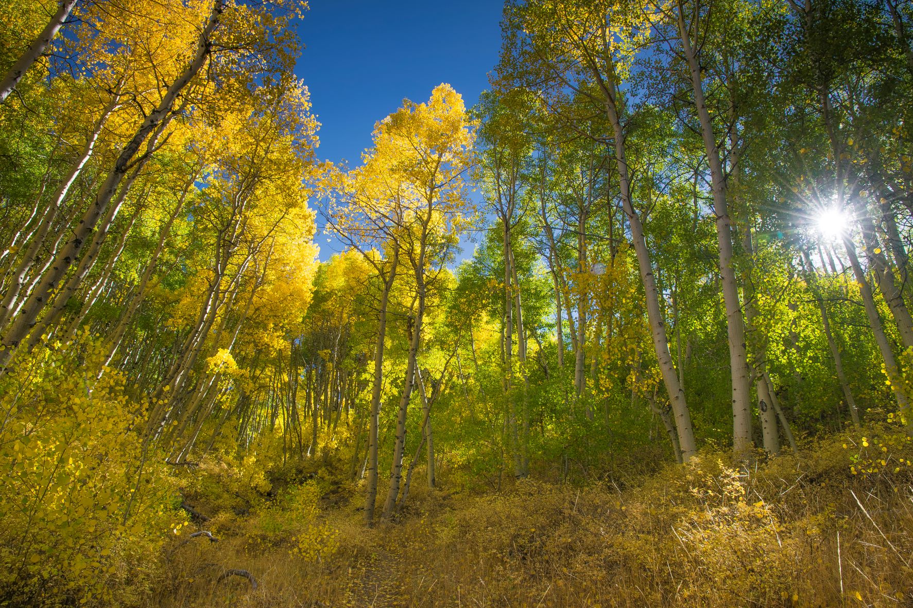 A grove of aspen trees with the sun shining through.