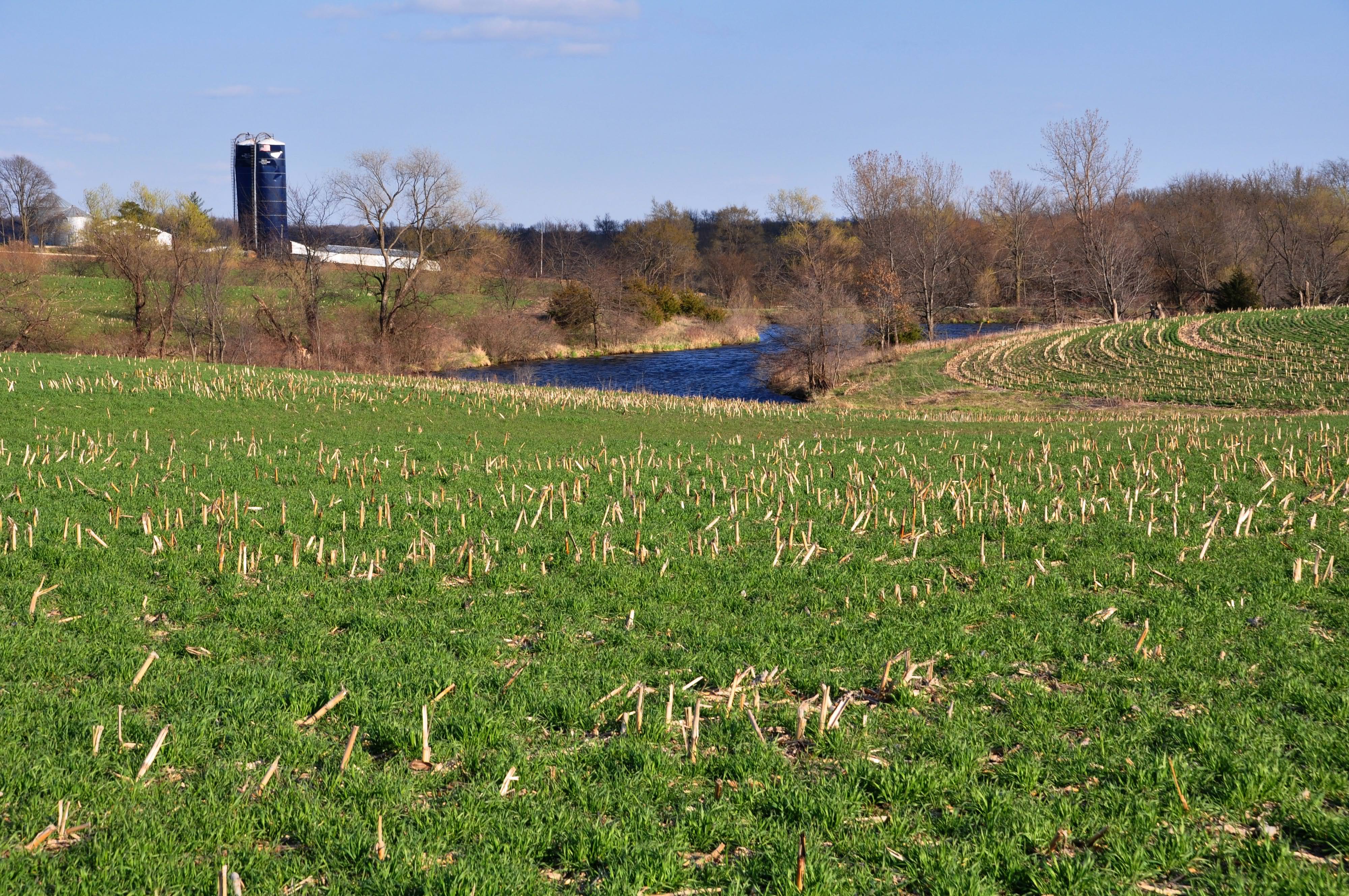 Cereal rye cover crops were planted into corn on this Iowa farm.