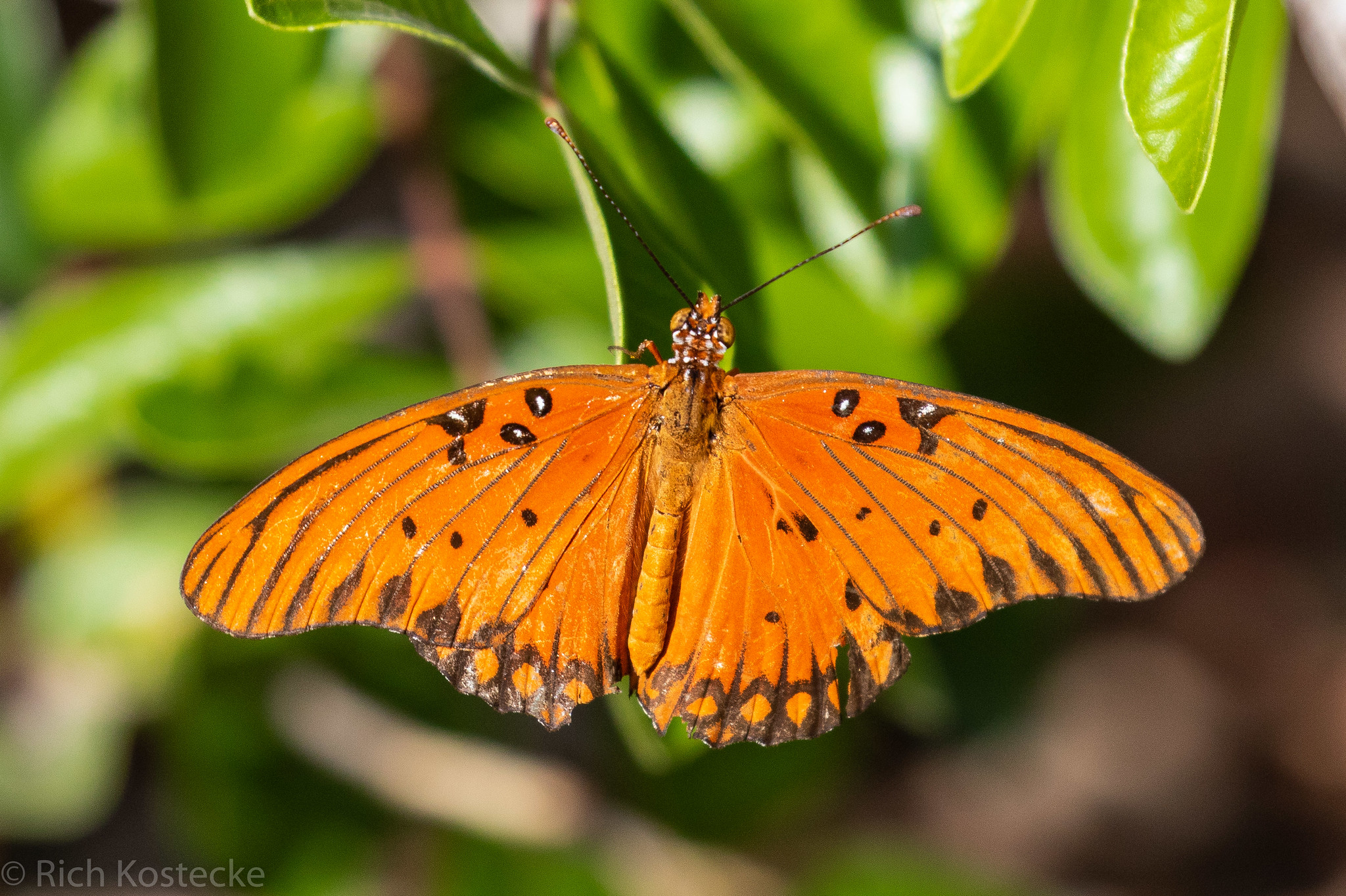 A bright orange butterfly with black markings sits on a leaf.