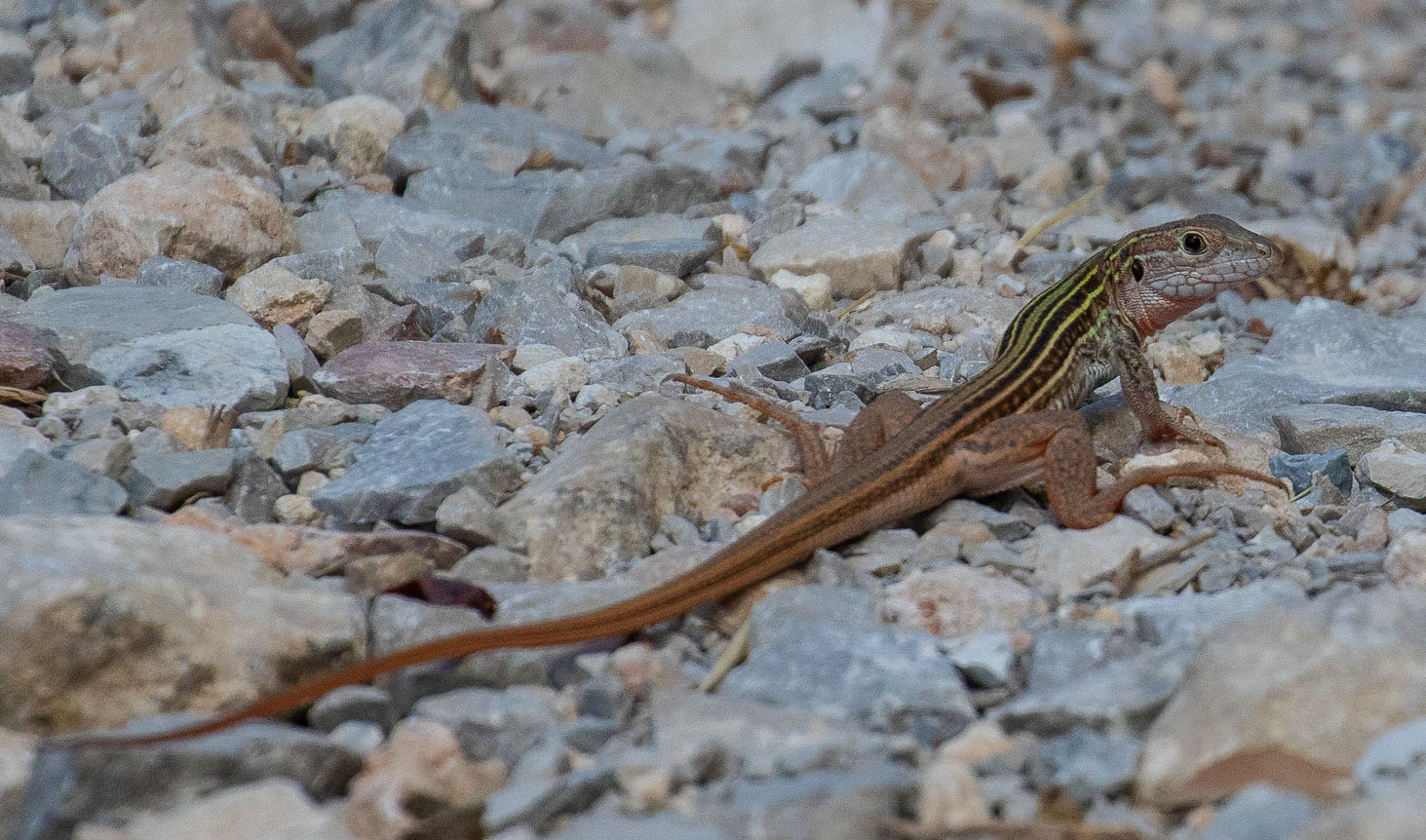 A closeup of a lengthy lizard with six green stripes that fade into brown.