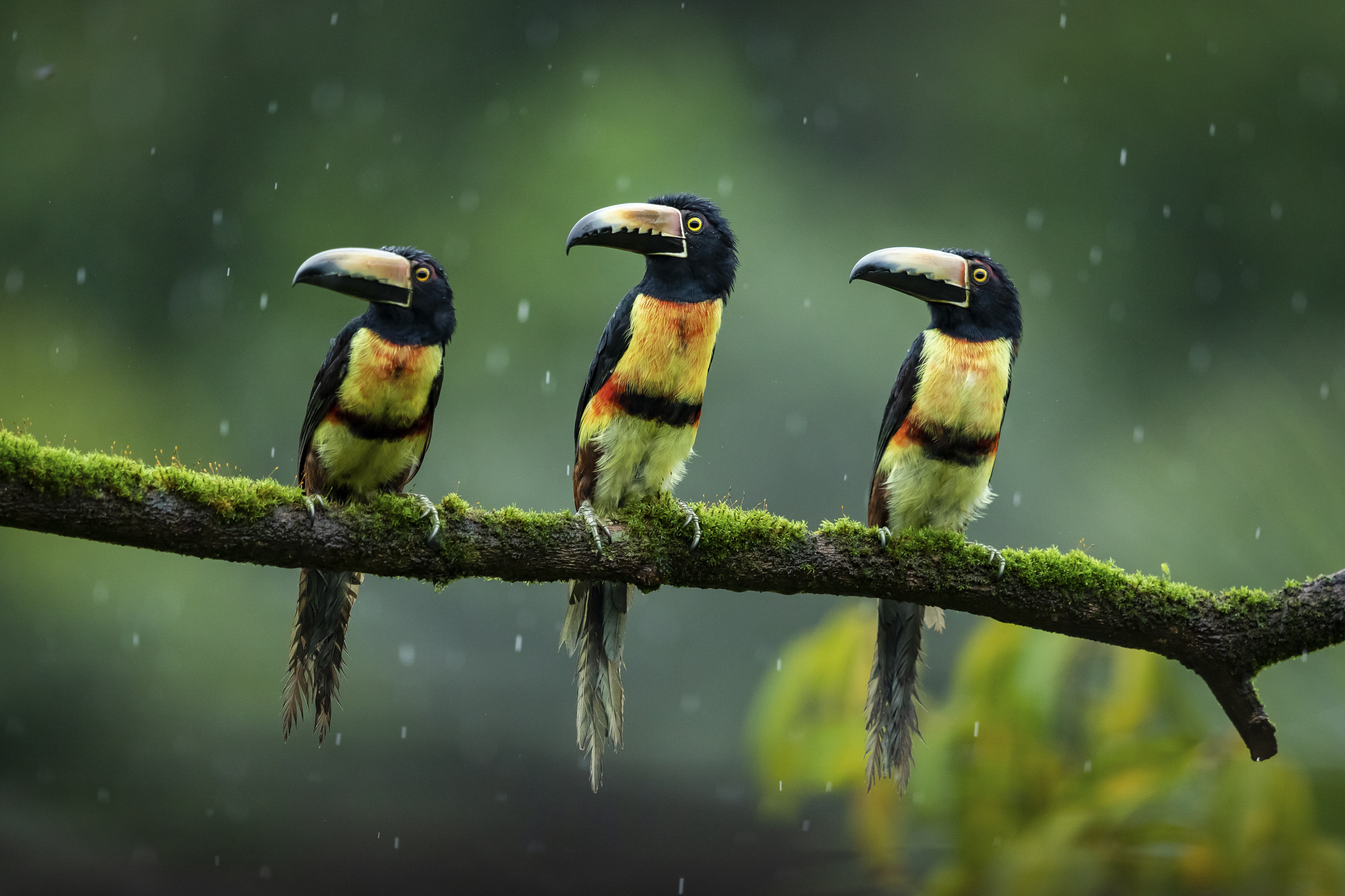 A trio of Collared Aracaris in Costa Rica's Rainforest.