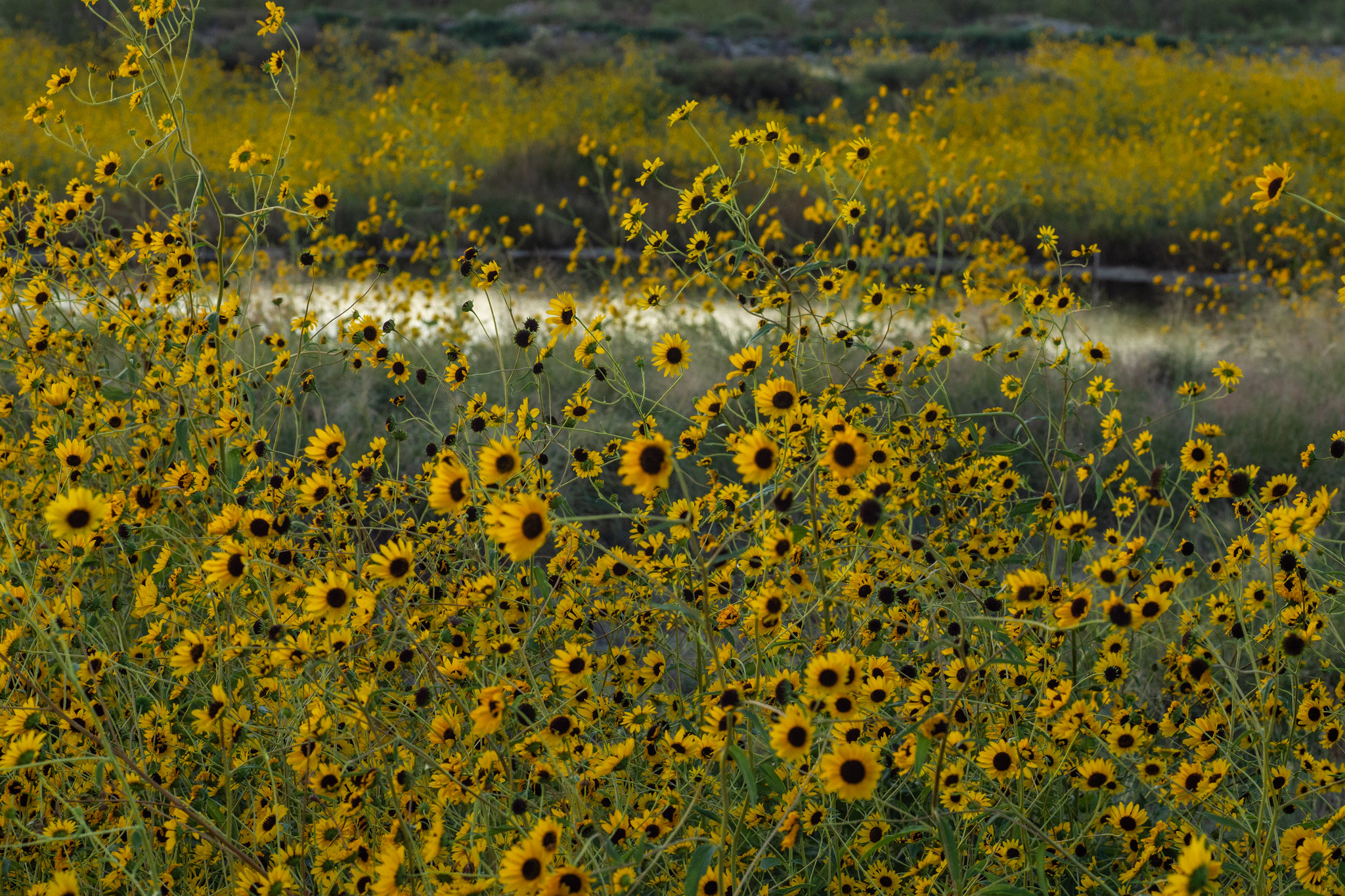 A field of blooming bright yellow sunflowers.