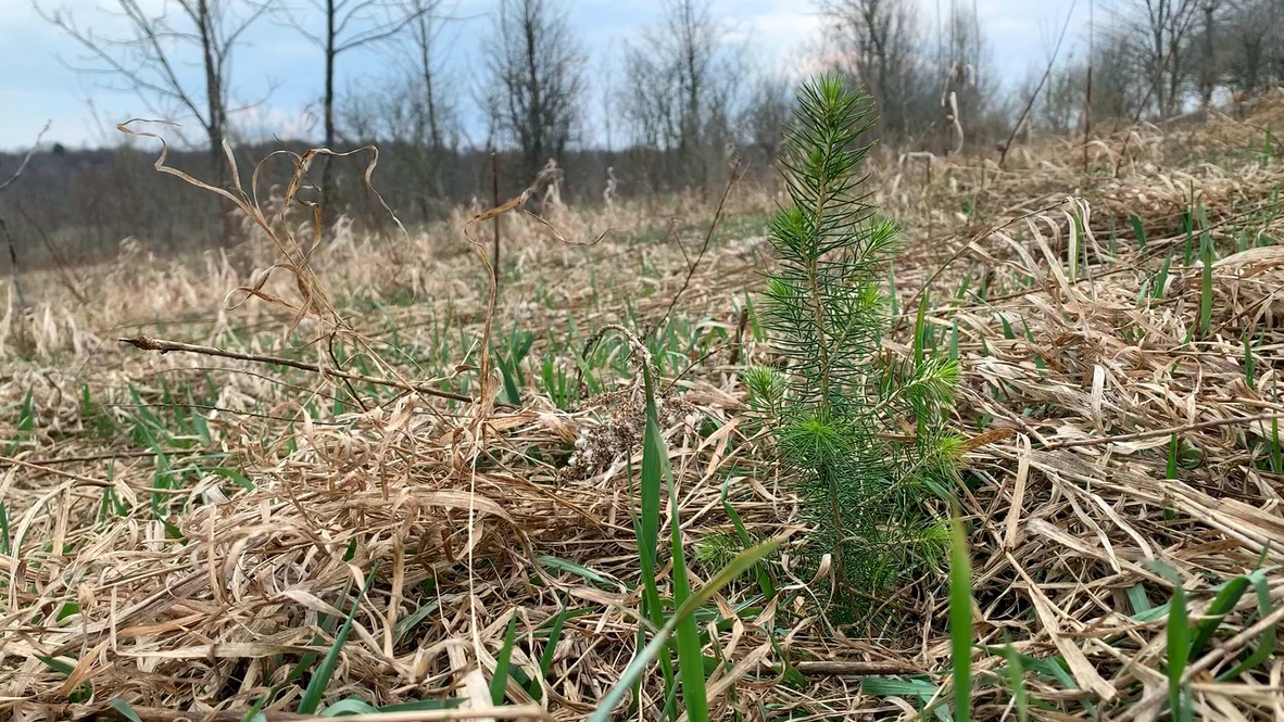 A newly planted red spruce seedling nestled in a forest clearing.