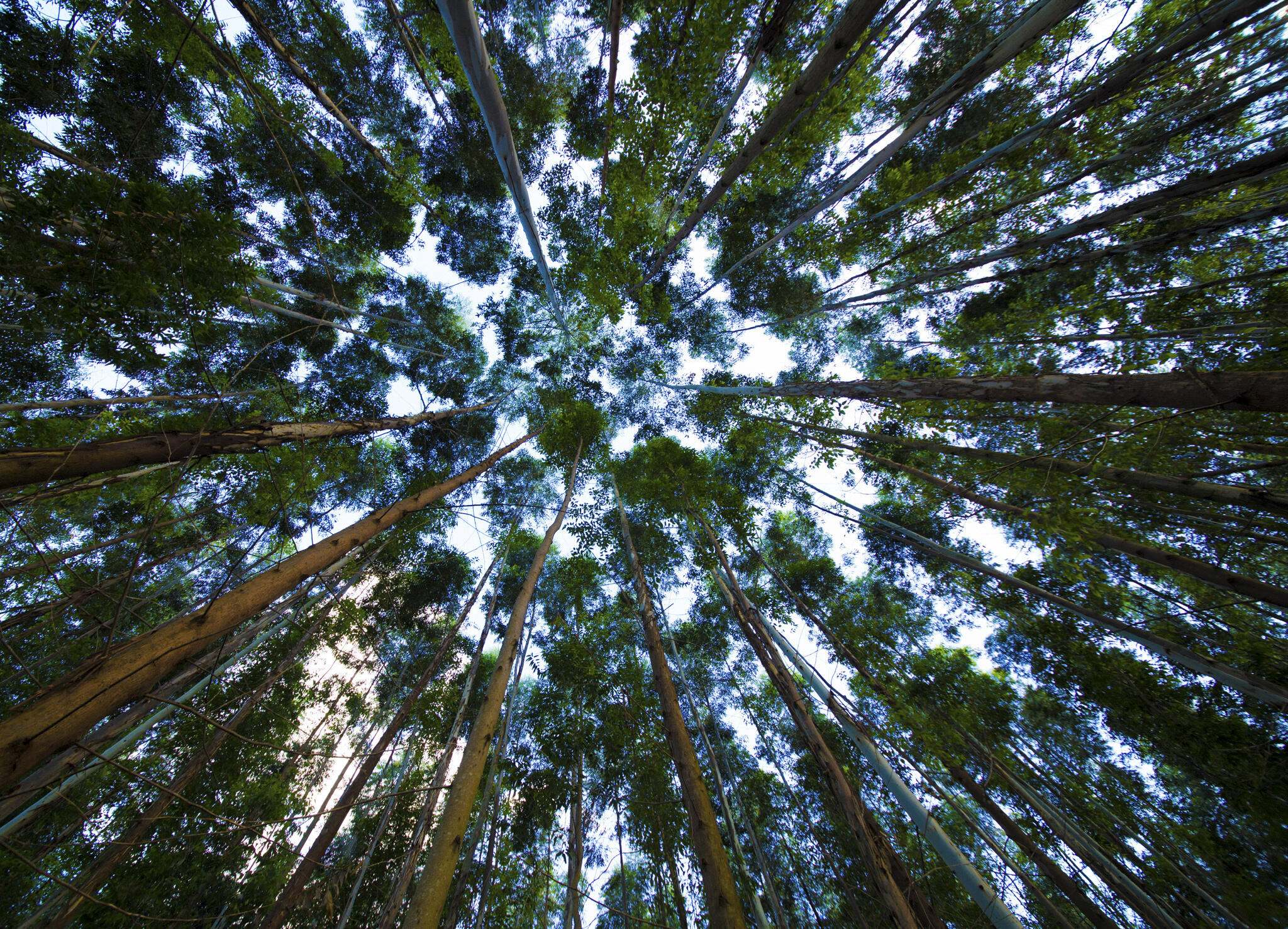 An upwards look towards a canopy of trees.