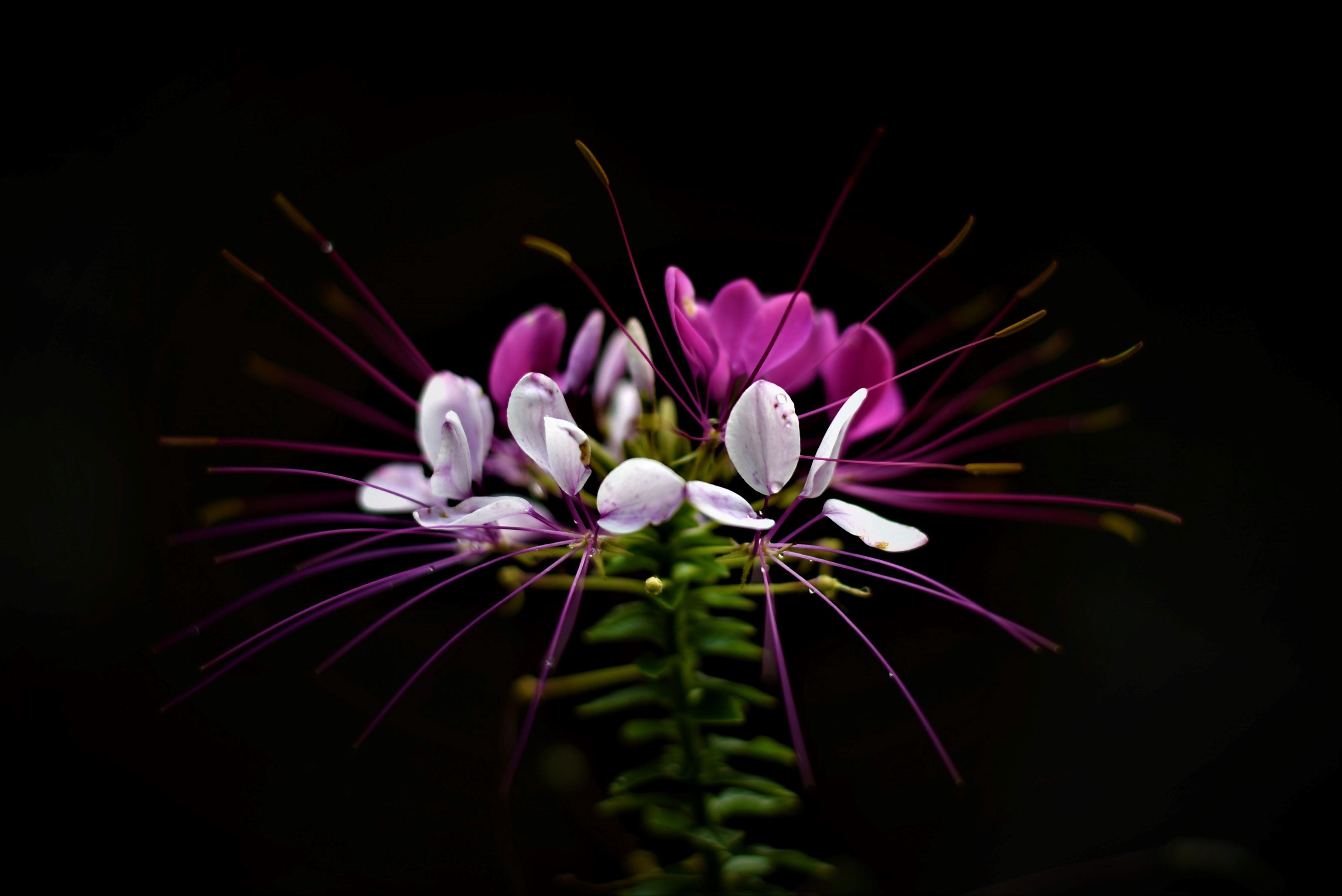 pink flower on black background