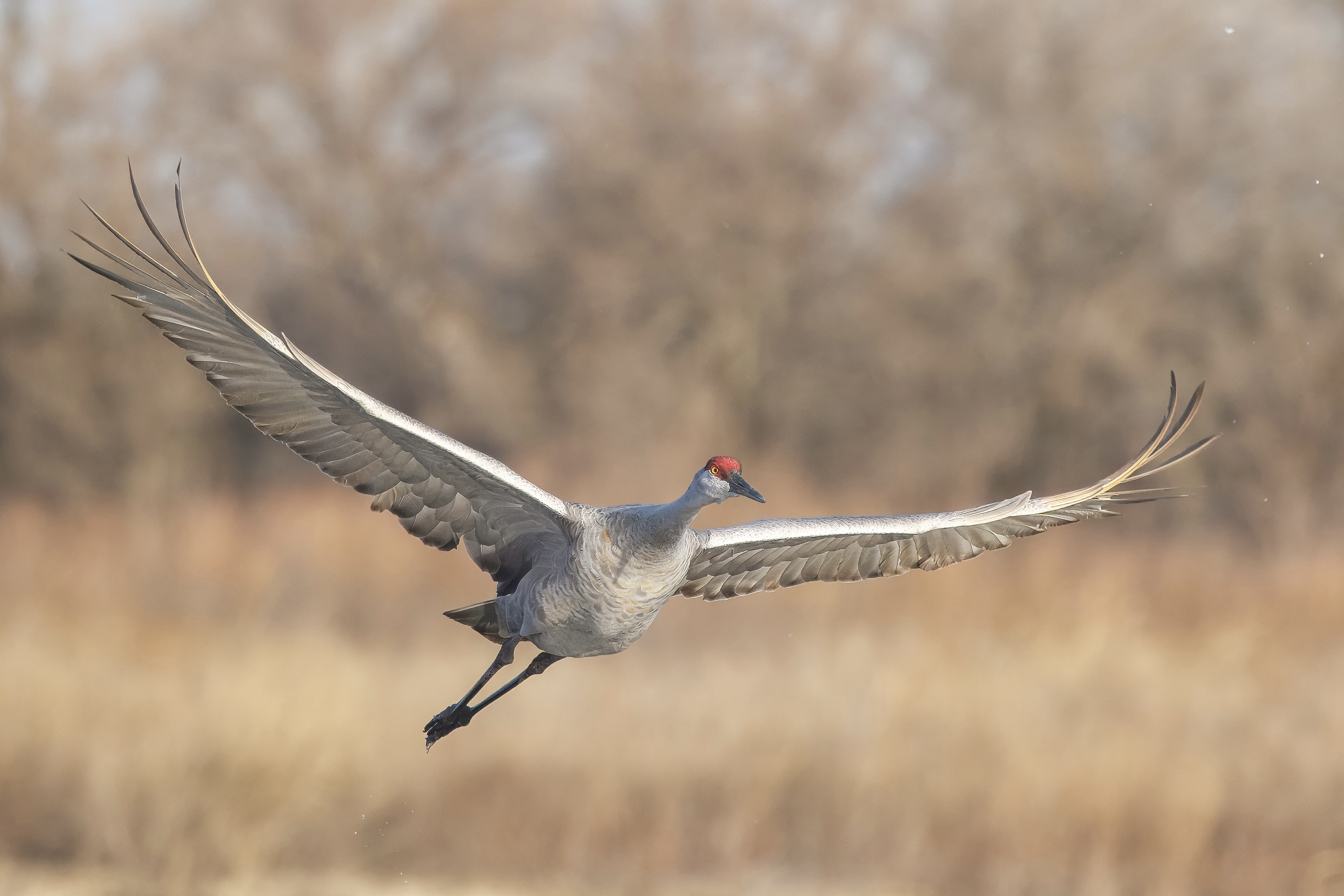 A Sandhill crane spreads its wings and takes flight.
