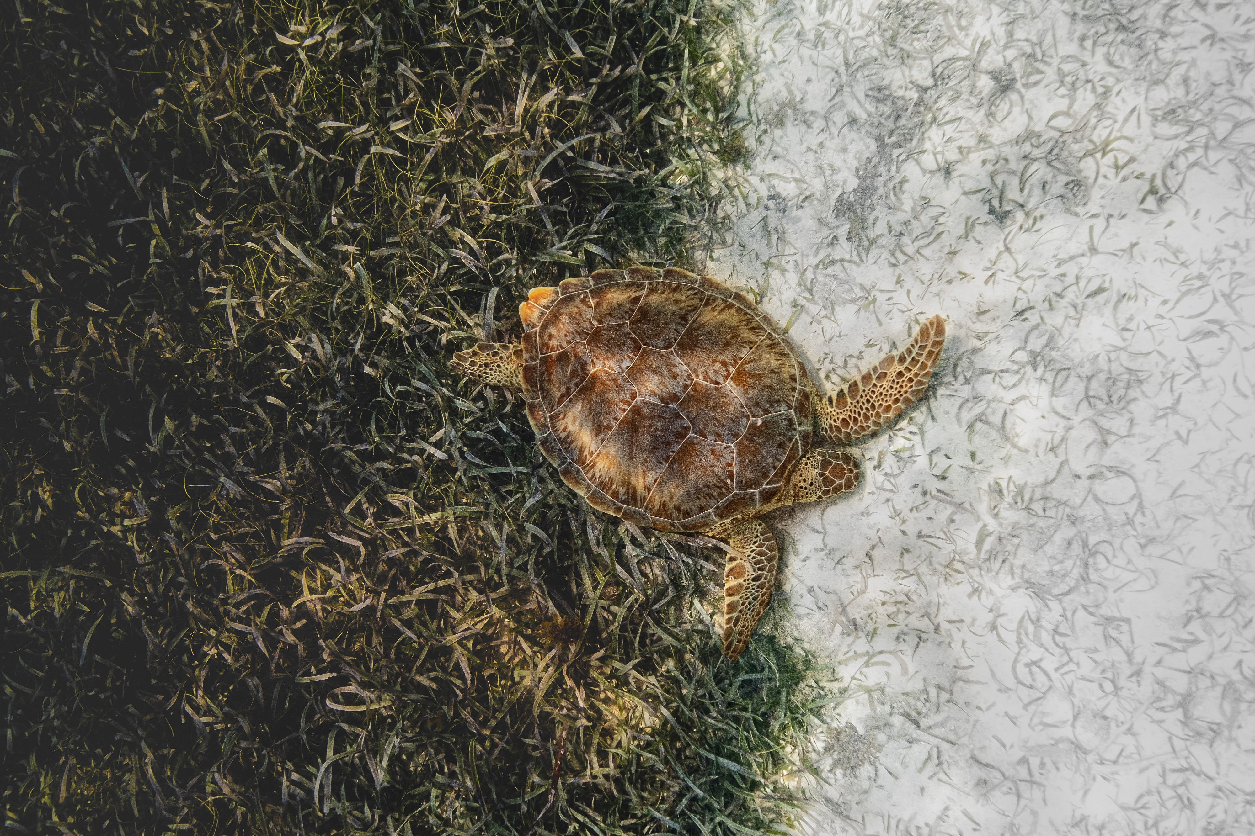 a loggerhead turtle swims away from a field of seagrass