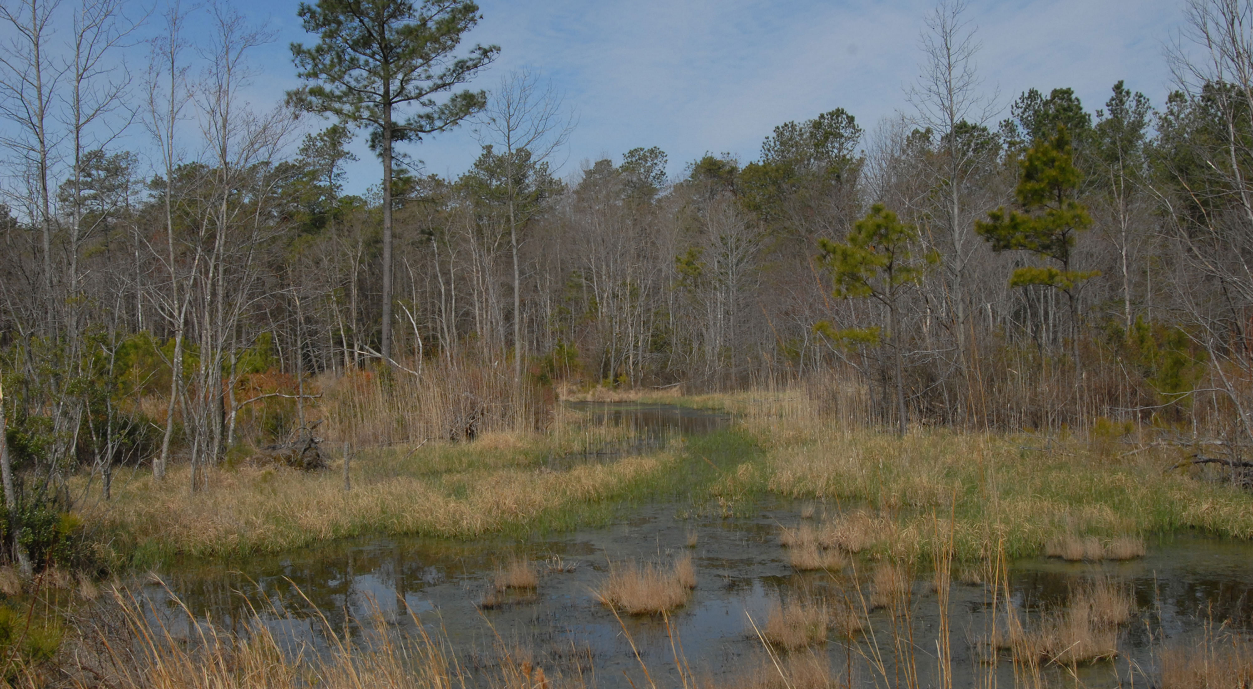 A view of a wetland marsh surrounded by bare trees.