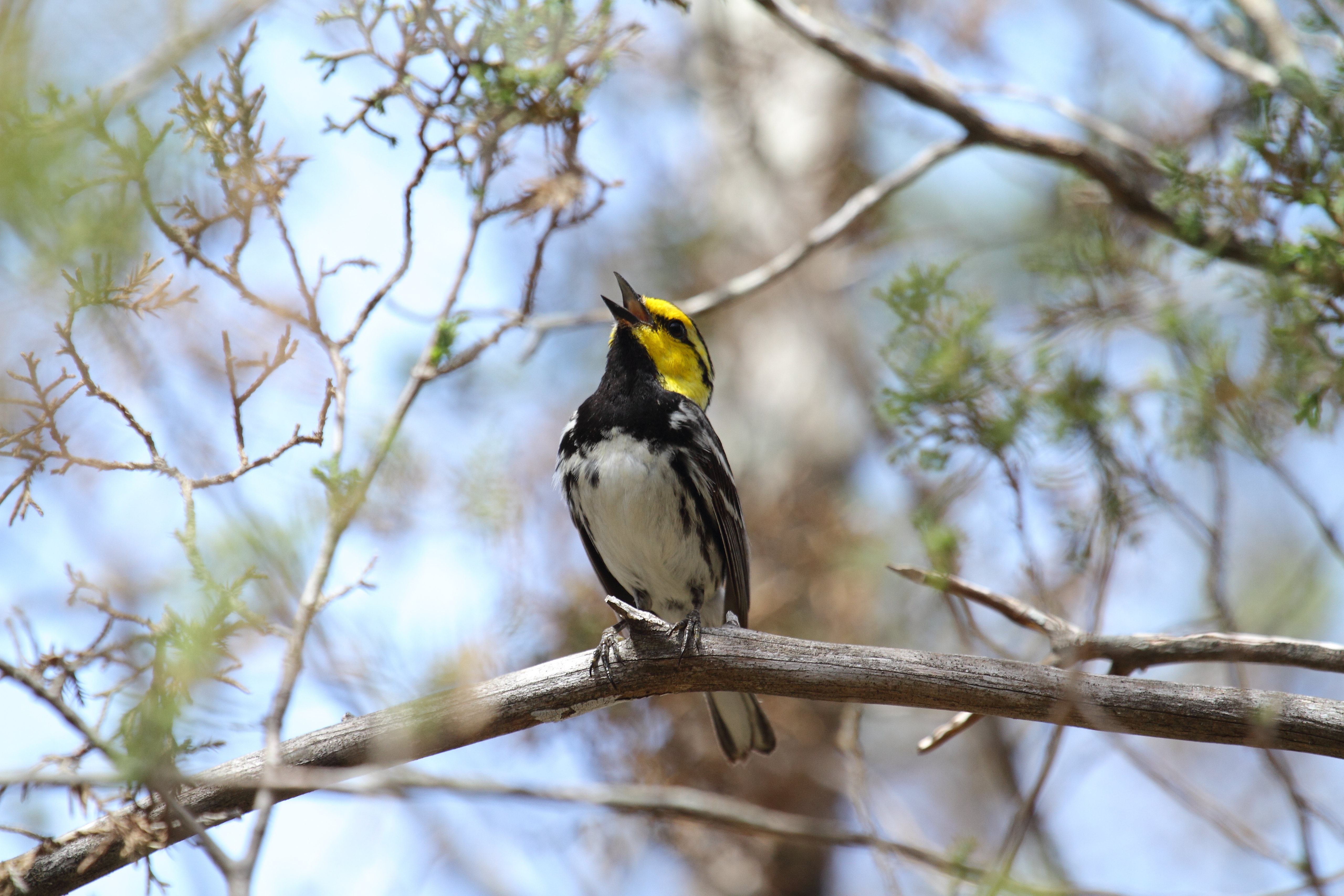 A bird with a yellow head and black and white feathers sits on a branch with its beak open in song.